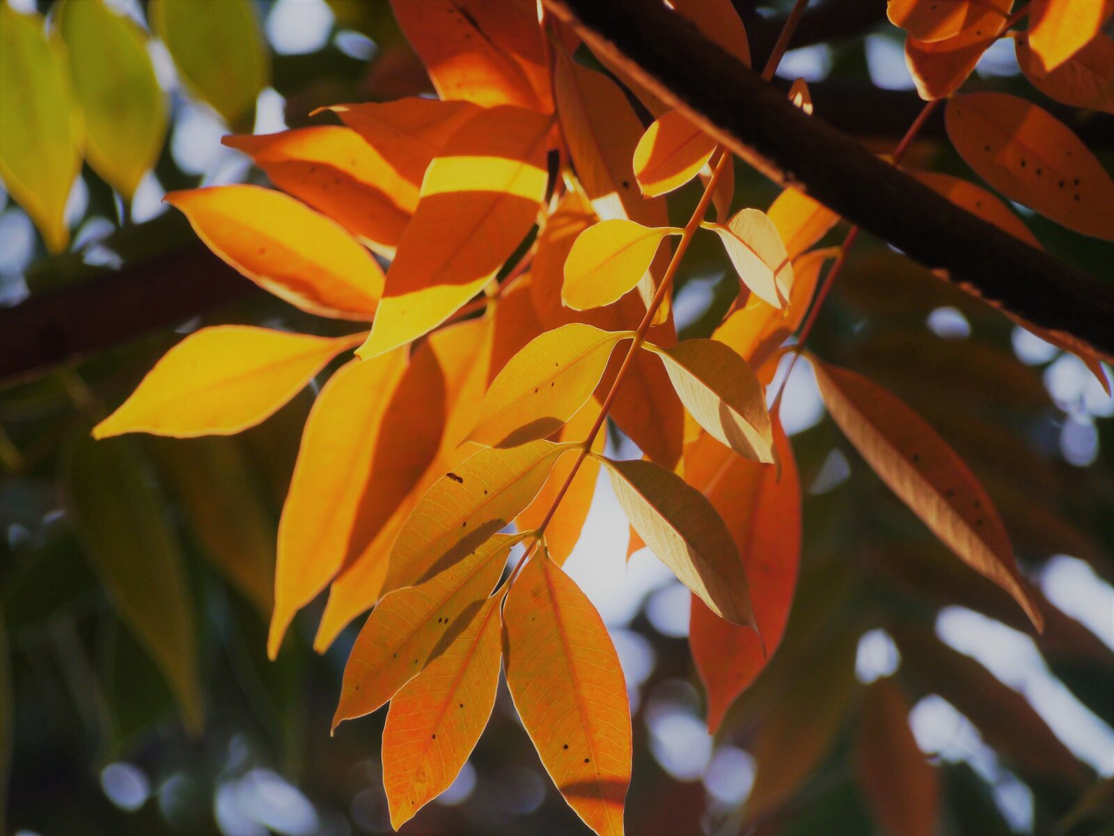 Panasonic Lumix DMC-GX1 sample photo. Yellow leaves, autumnal leaves photography