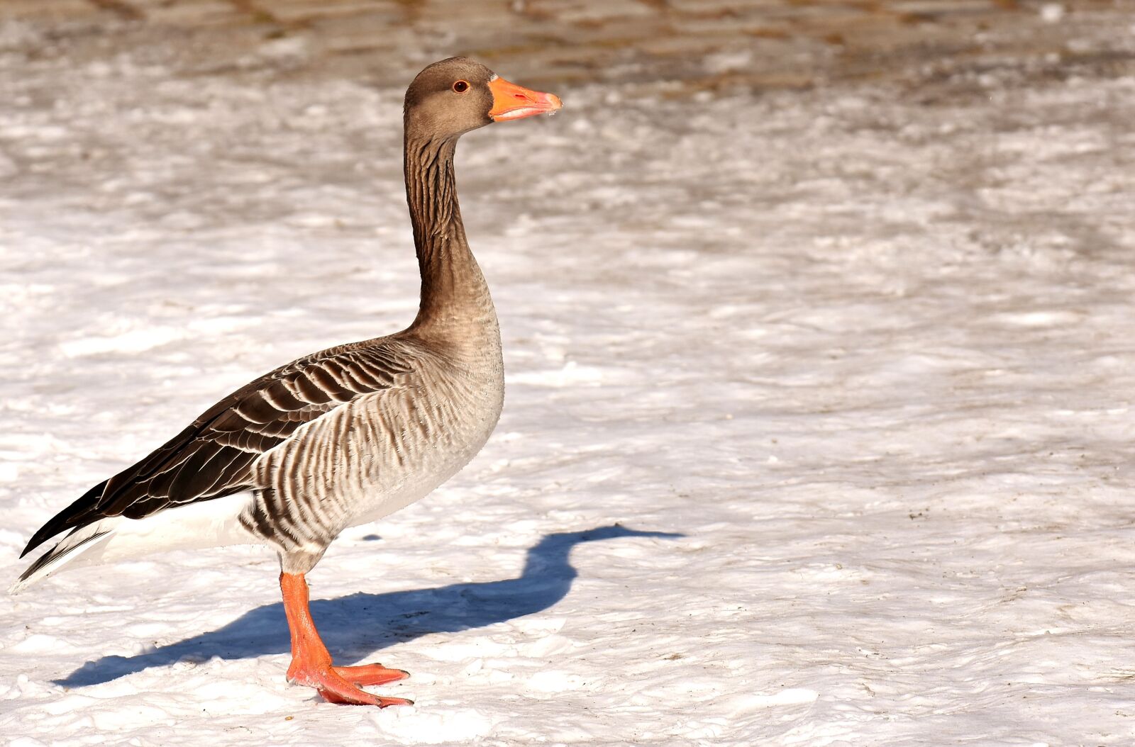 Nikon D7200 sample photo. Goose, wild goose, stand photography