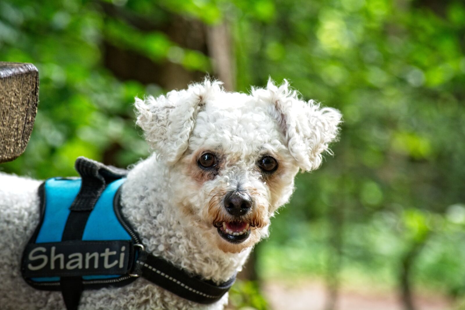 Nikon D7100 sample photo. Dog, bichon frise, animal photography