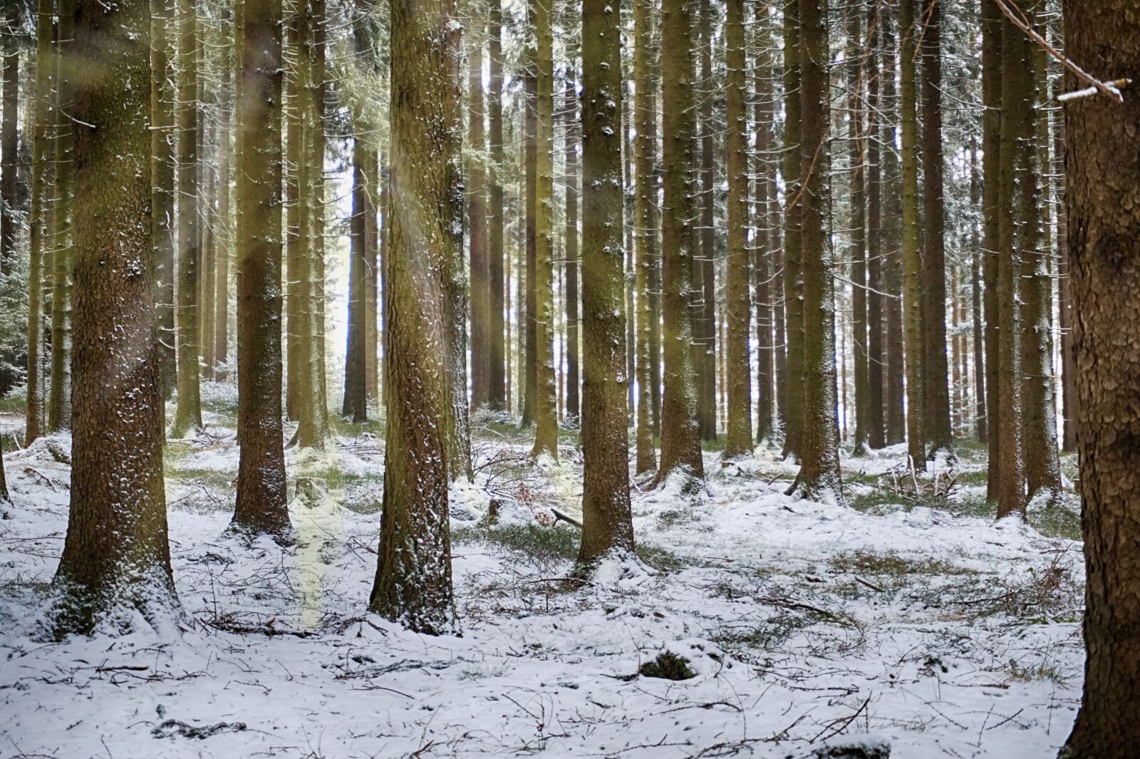 Sony Alpha a5000 (ILCE 5000) sample photo. Forest, glade, sunbeam photography