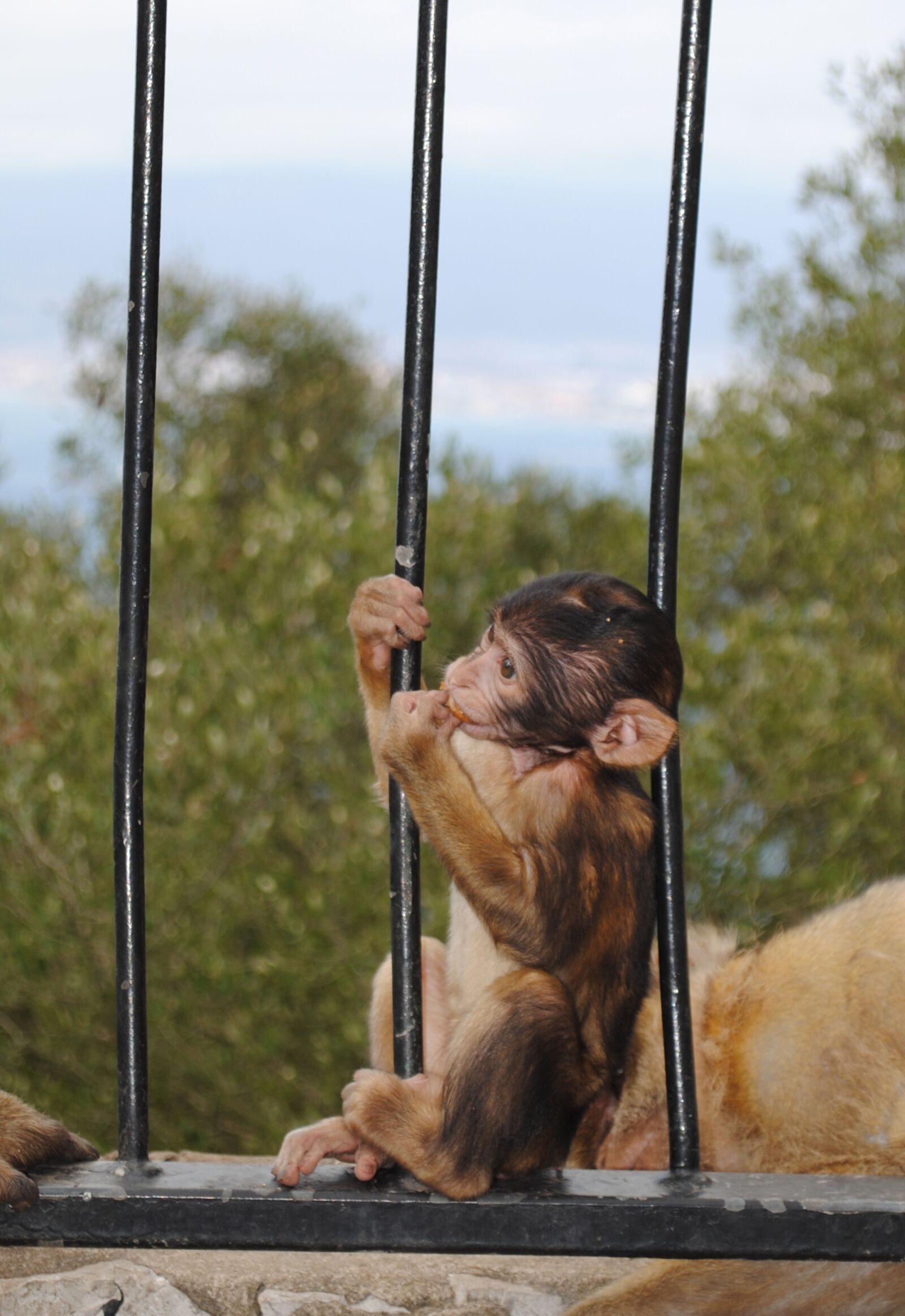 Nikon D3000 sample photo. Monkey, baby, gibraltar photography