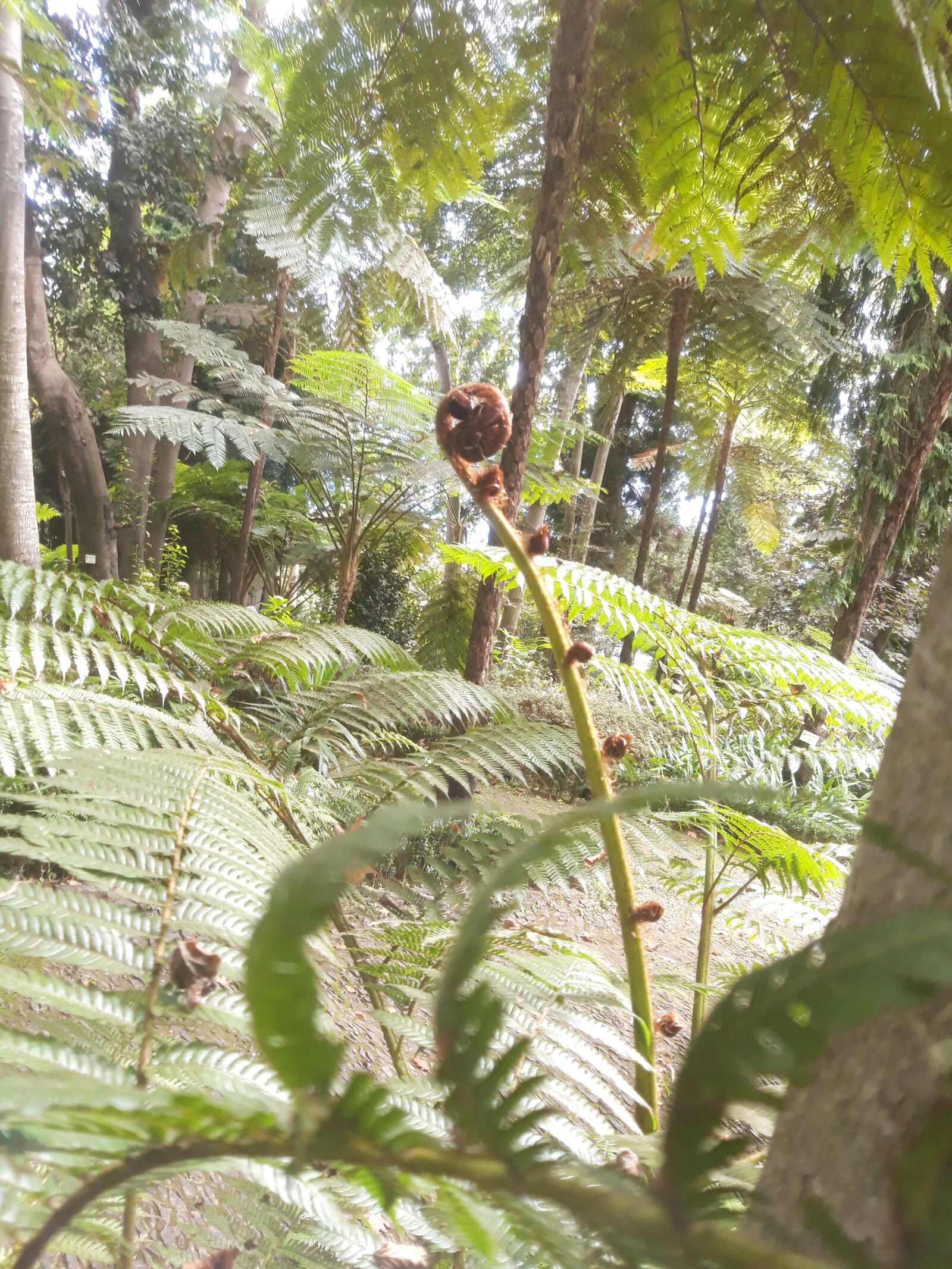 Samsung Galaxy A6 sample photo. Fern, of giant, development photography