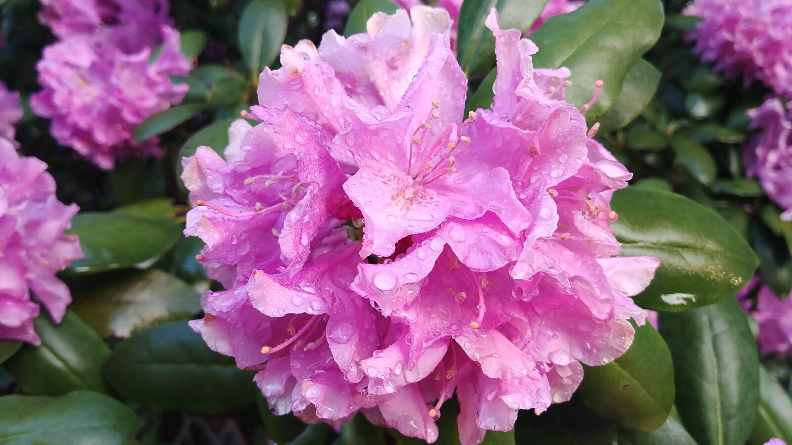 LG G6 sample photo. Rhododendron flower, spring, purple photography