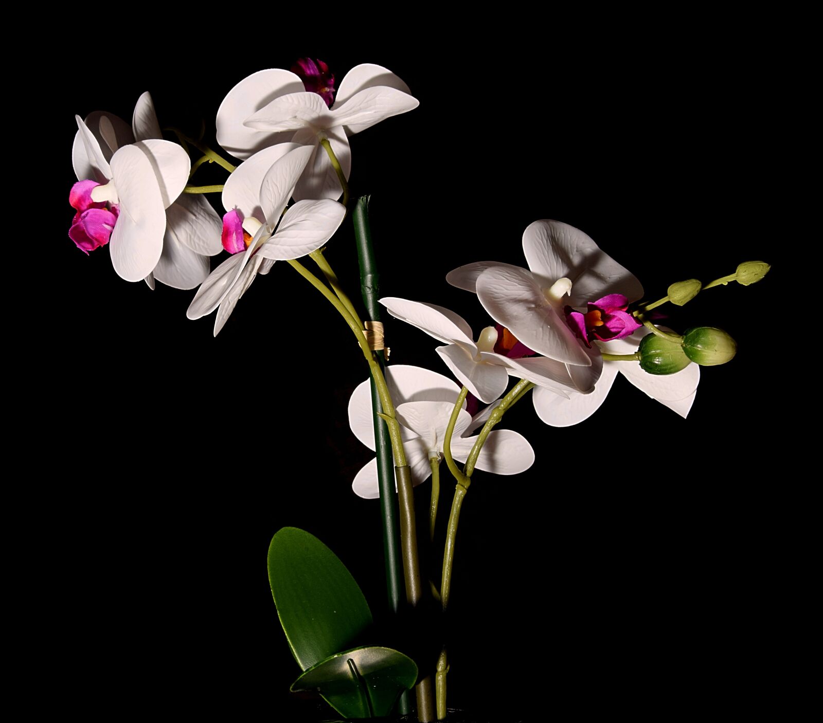 Nikon D3300 sample photo. Still life, orchid, flower photography