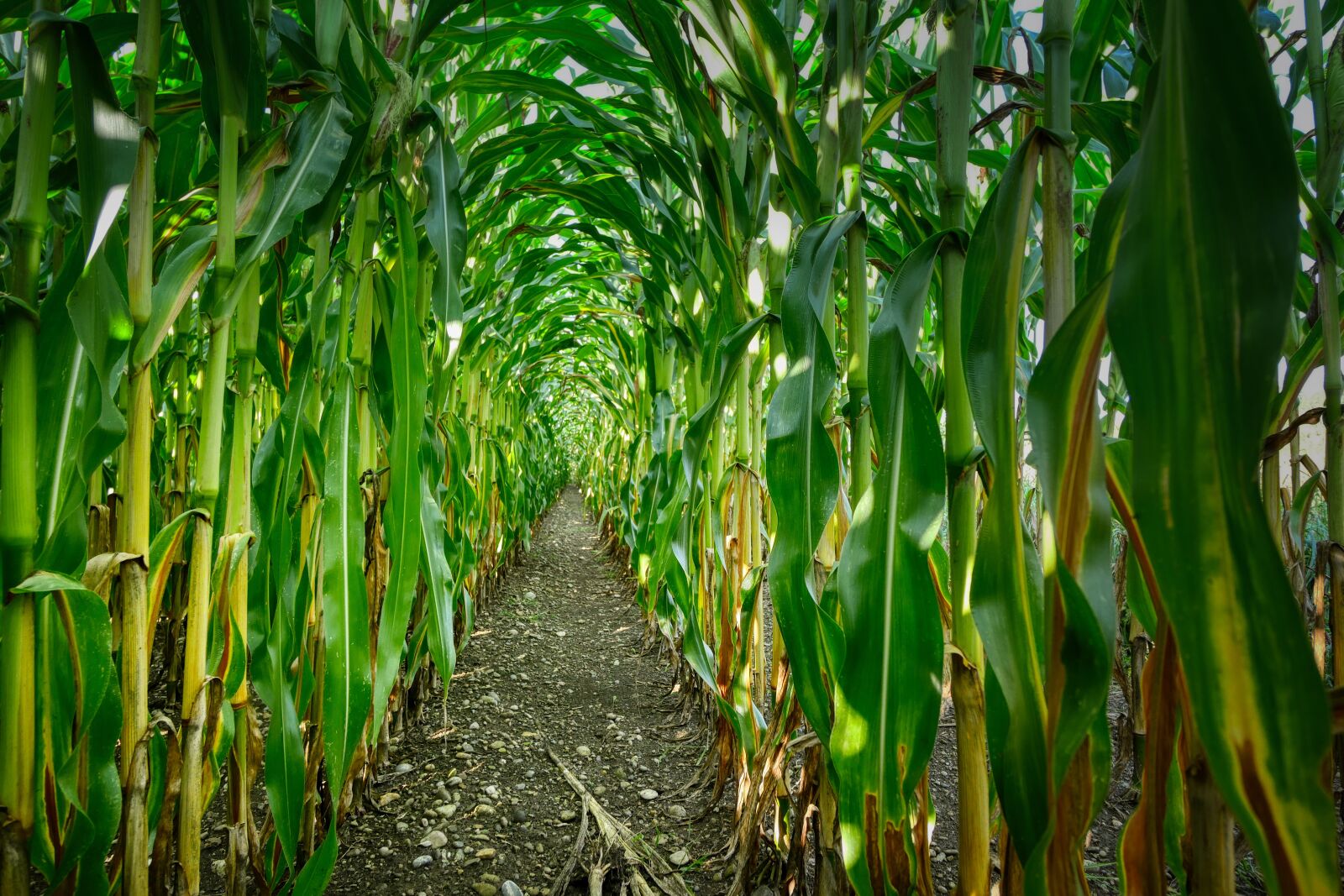 Panasonic Lumix DMC-GX8 sample photo. Corn, cornfield, agriculture photography