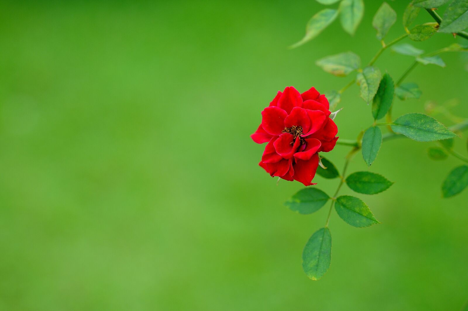 Nikon D300S sample photo. Flower, rose, red photography