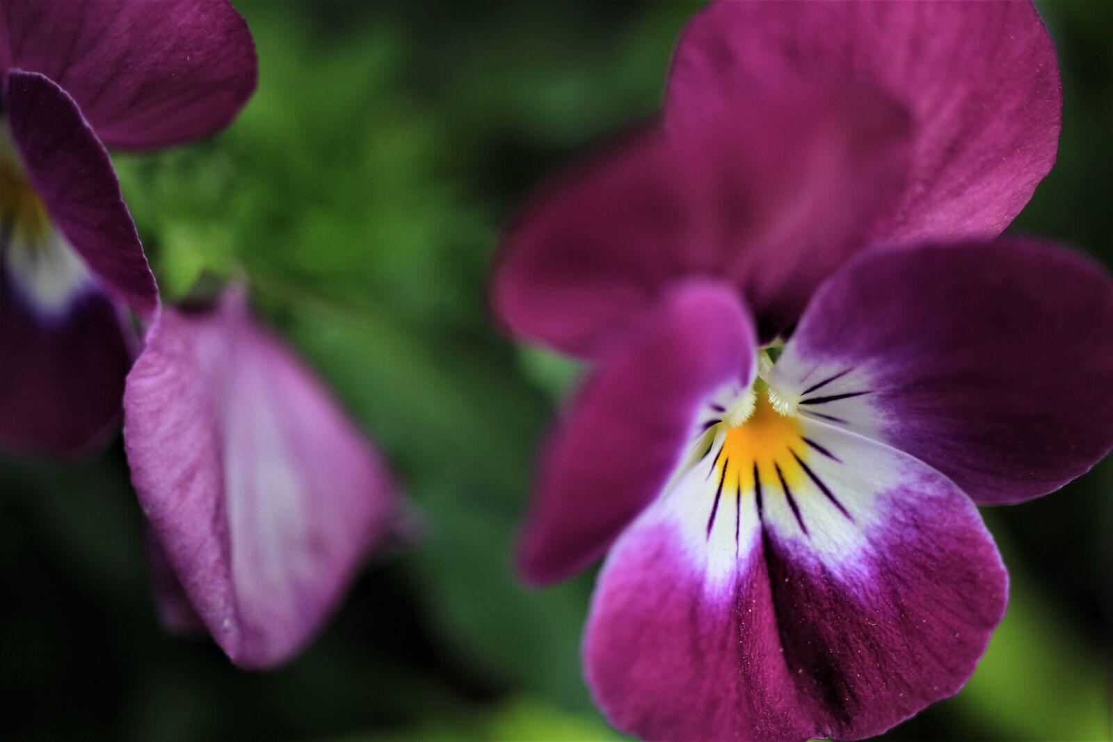 Canon EOS 7D sample photo. Pansy, purple, yellow photography