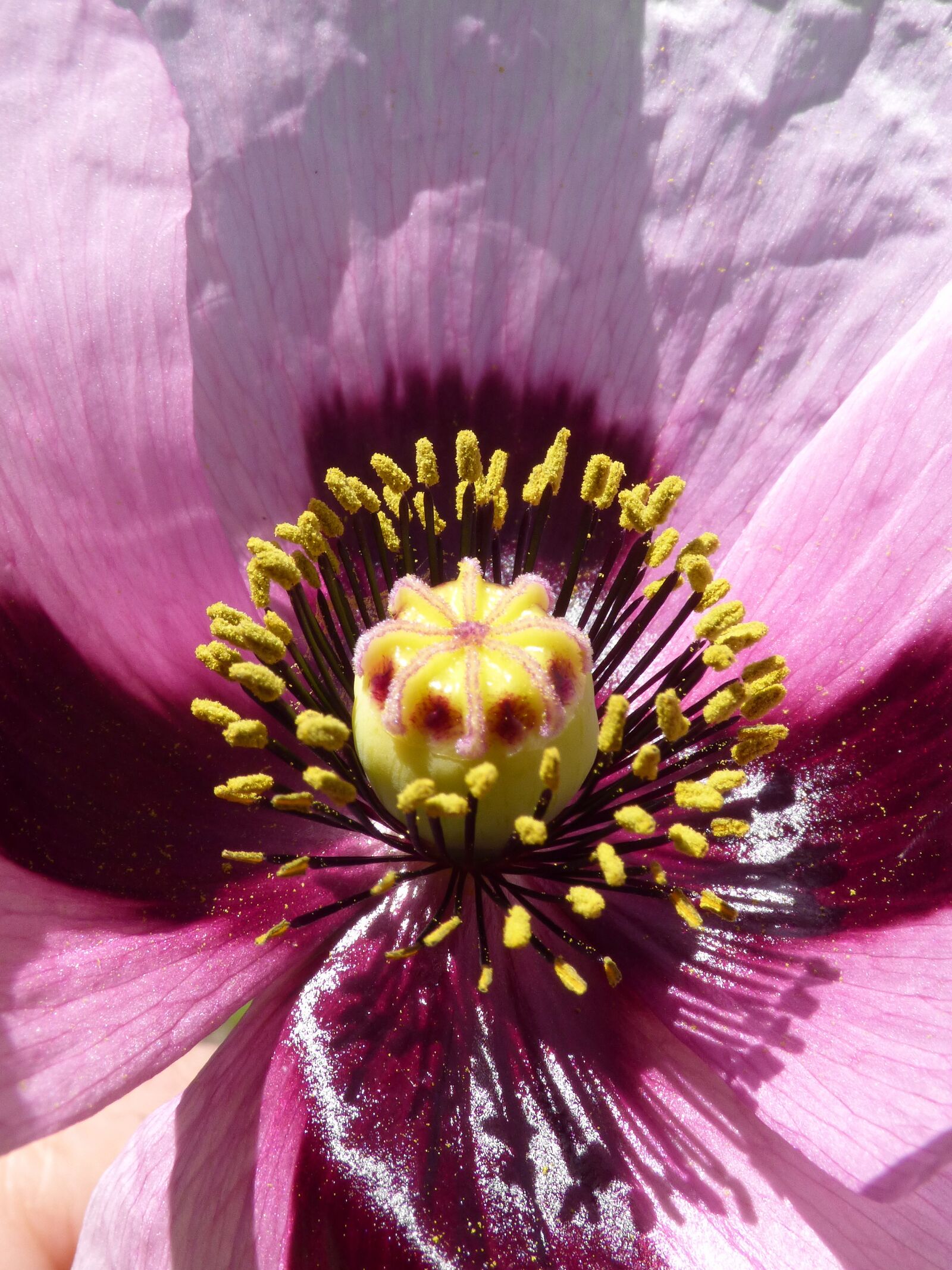 Panasonic Lumix DMC-FZ70 sample photo. Papaver somniferum, gravel, poppy photography
