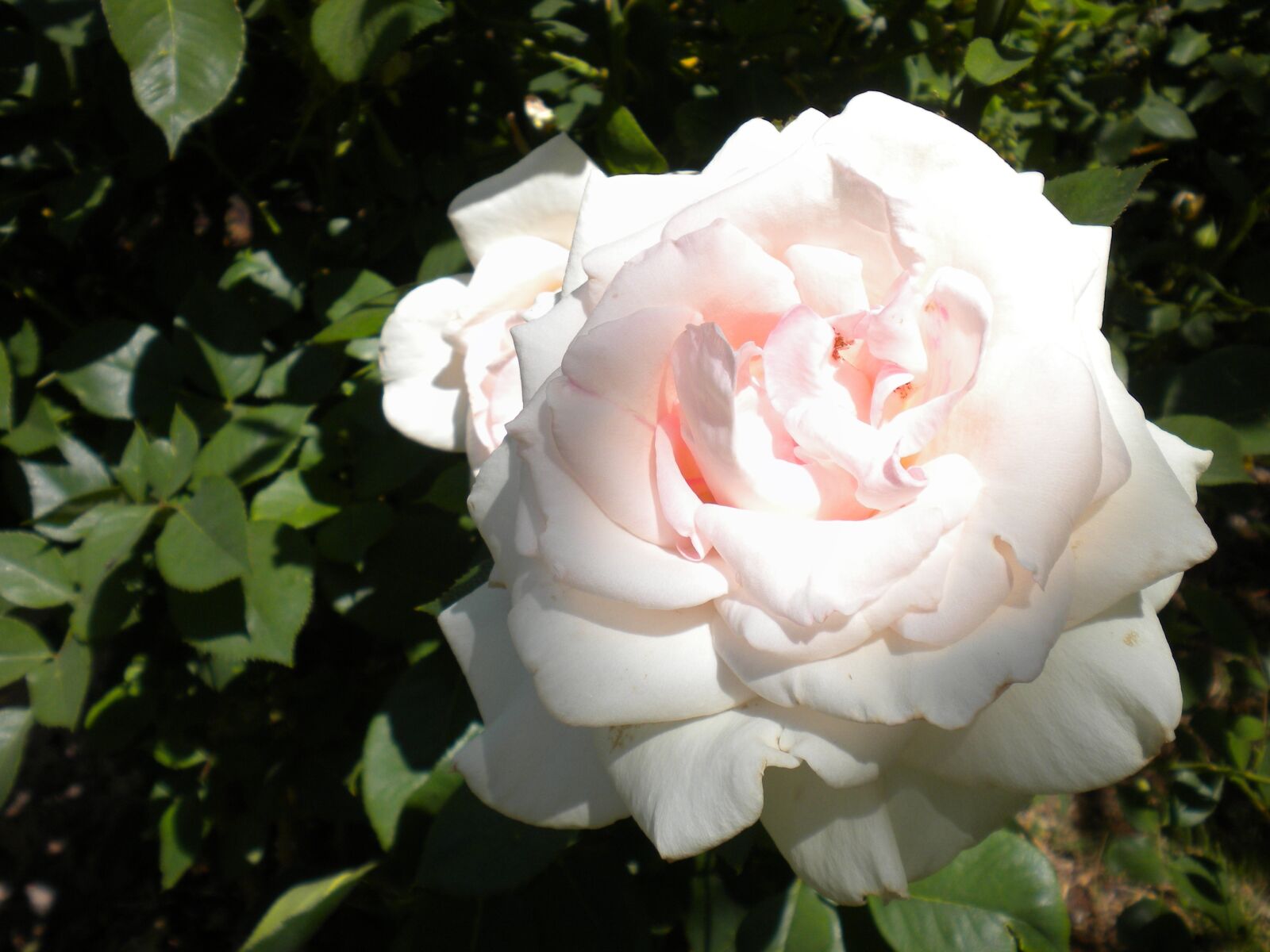 Nikon Coolpix S220 sample photo. Rose, flower, white photography