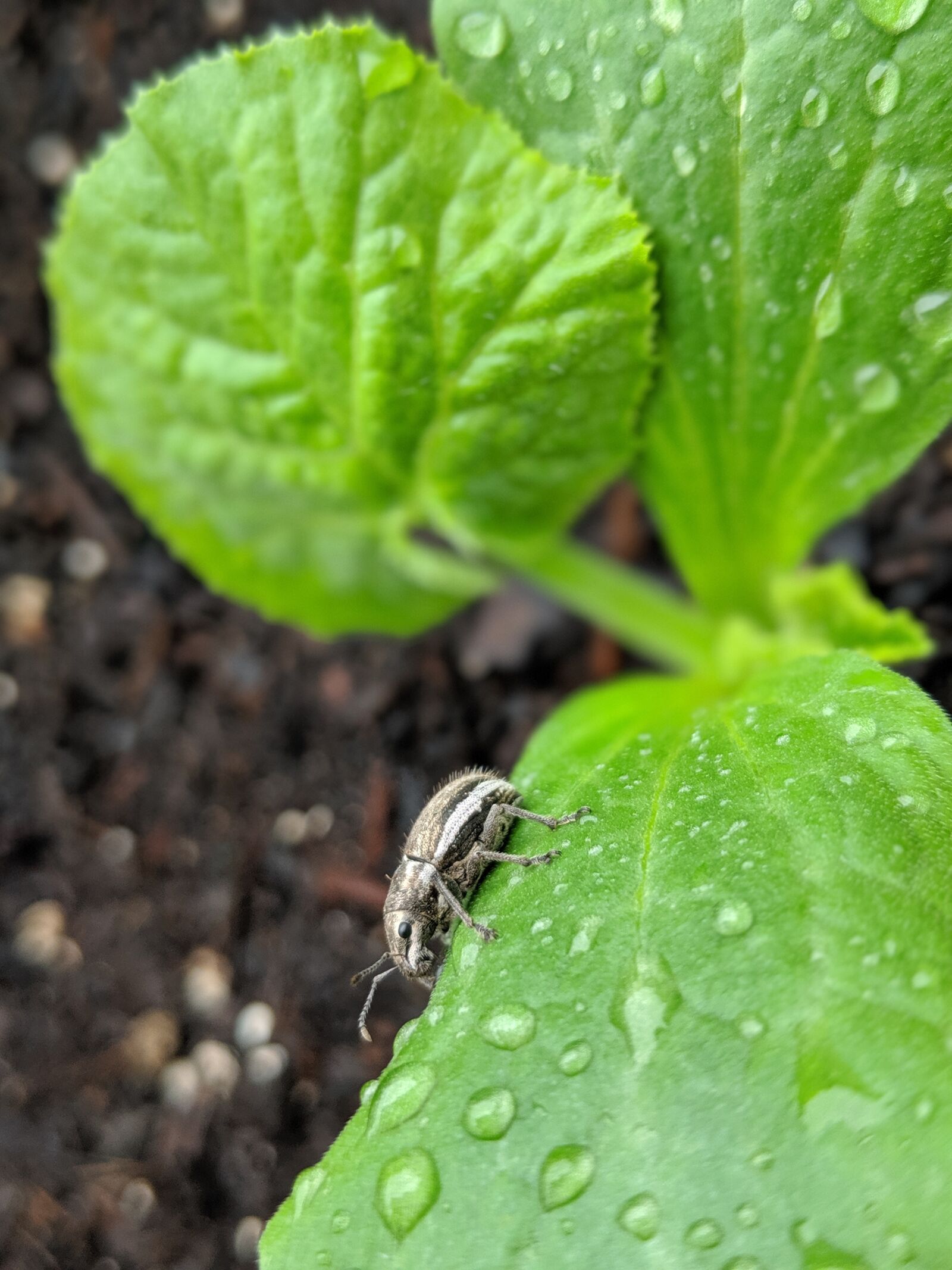 Google Pixel 2 sample photo. Bug, garden, sprout photography