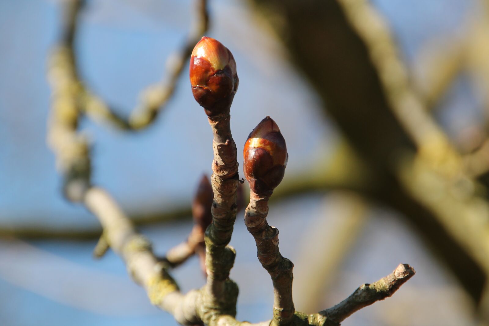Canon EOS 1100D (EOS Rebel T3 / EOS Kiss X50) sample photo. Bud, spring, chestnut photography