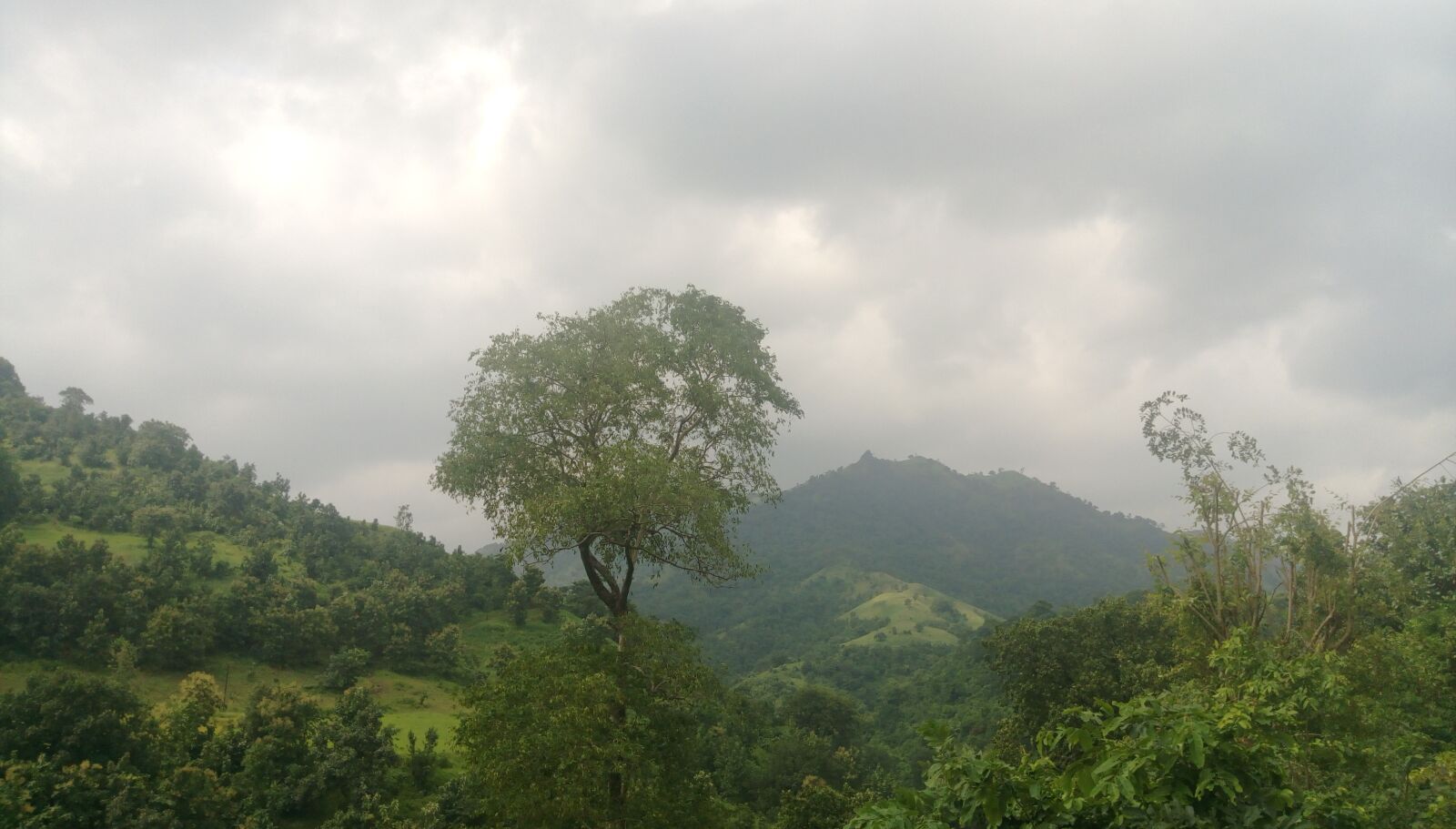 HTC DESIRE 828 DUAL SIM sample photo. Tree, hill, nature photography