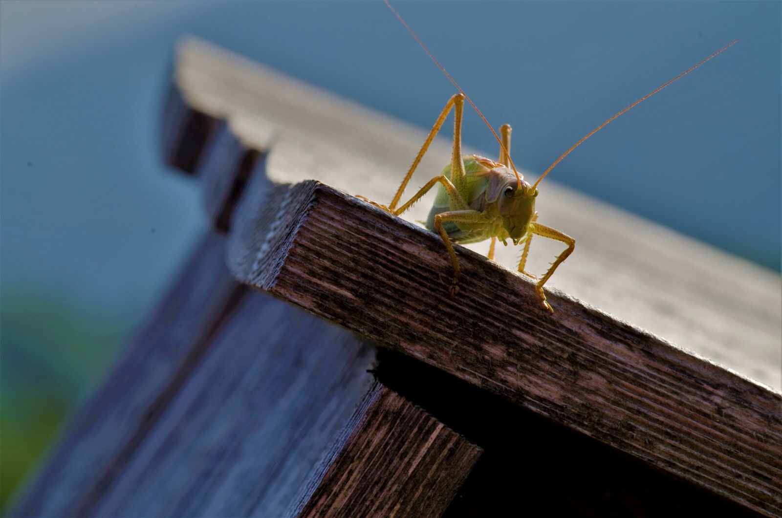 Pentax K-30 sample photo. Wood, insect, nature photography