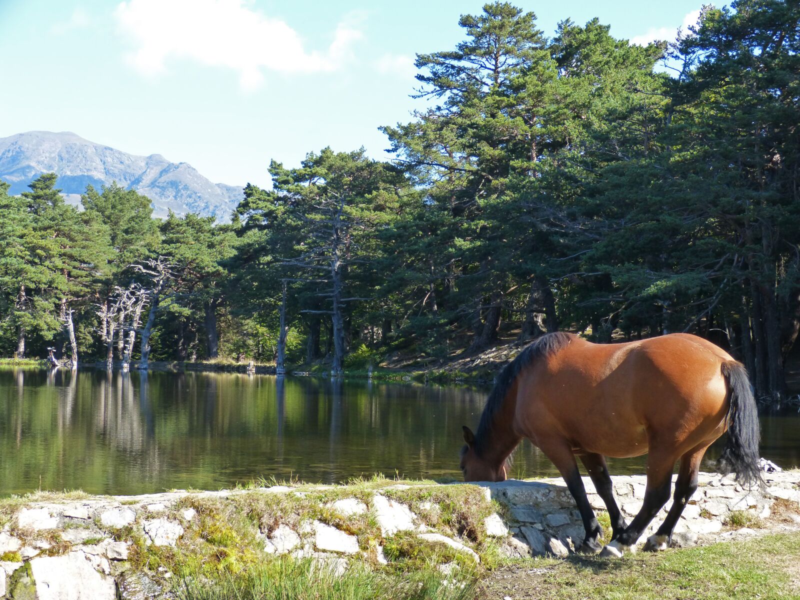 Panasonic DMC-FZ62 sample photo. Horse, watering is, water photography