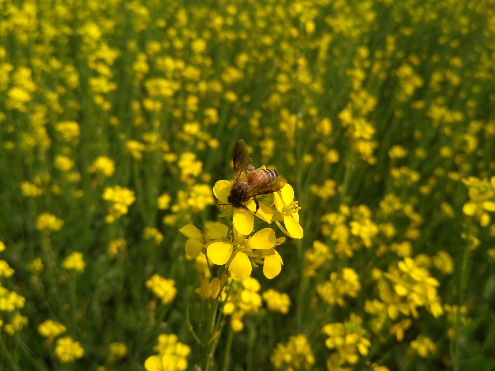 Xiaomi Redmi 4 Pro sample photo. Field, agriculture, flower photography