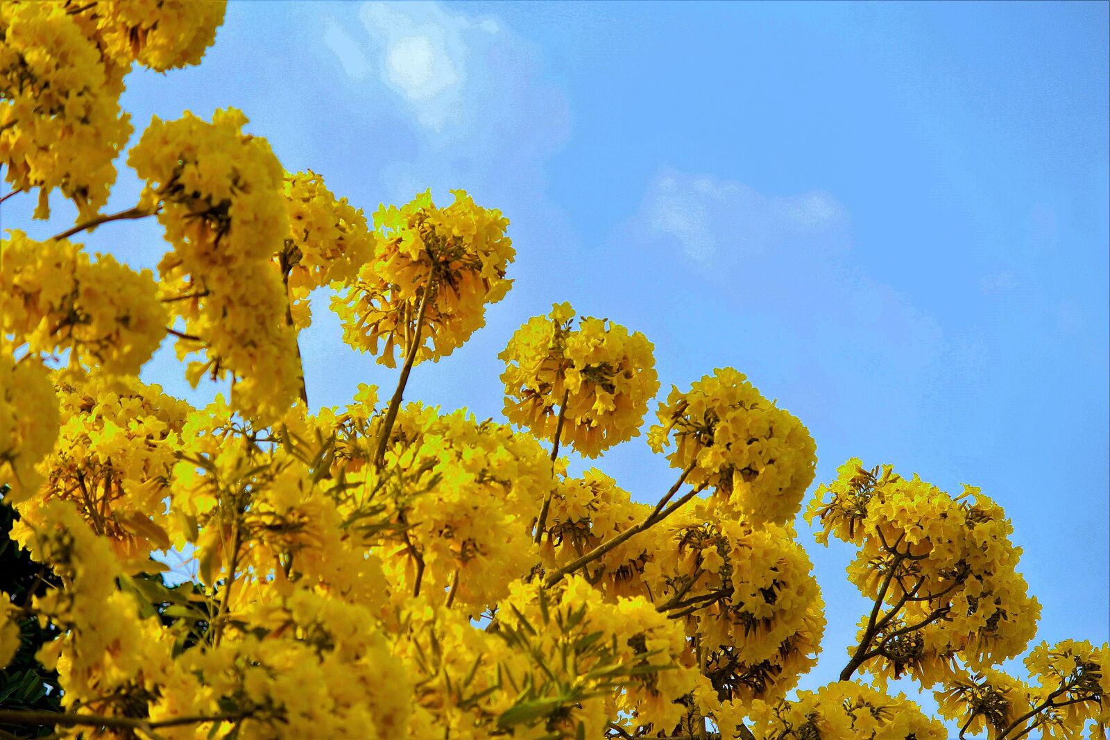 Canon EOS 1200D (EOS Rebel T5 / EOS Kiss X70 / EOS Hi) sample photo. Sky, yellow flowers, autumn photography