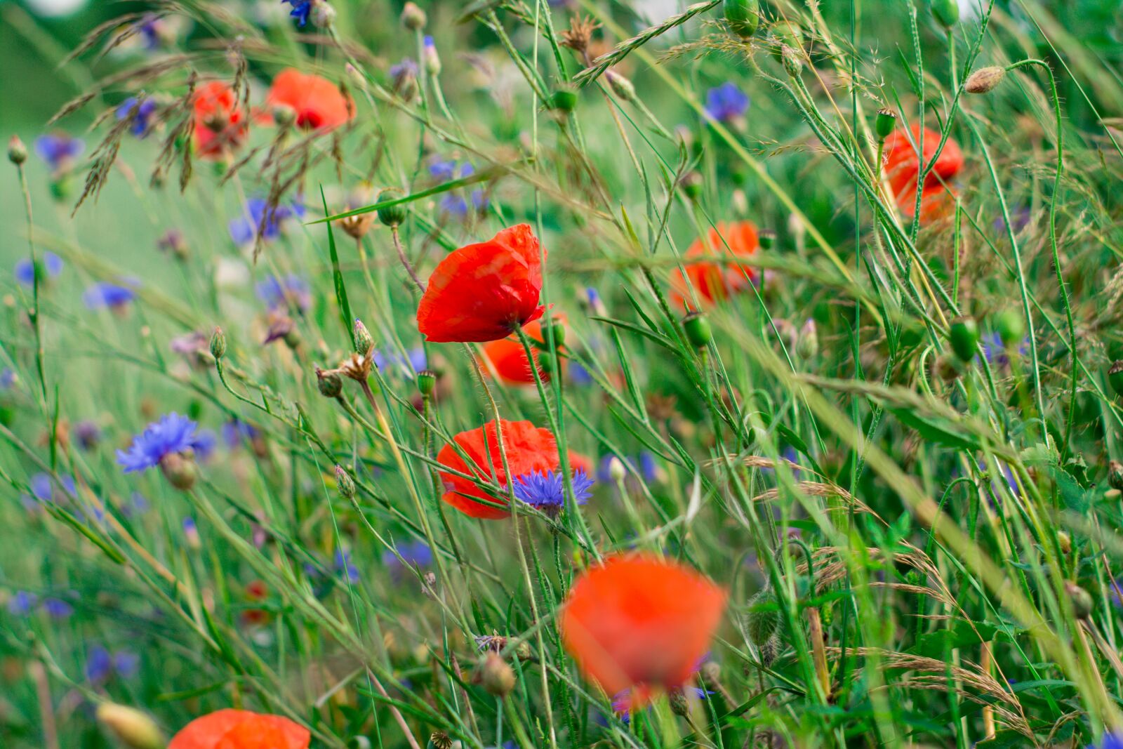 Nikon D5200 sample photo. Poppies, charby, flowers photography