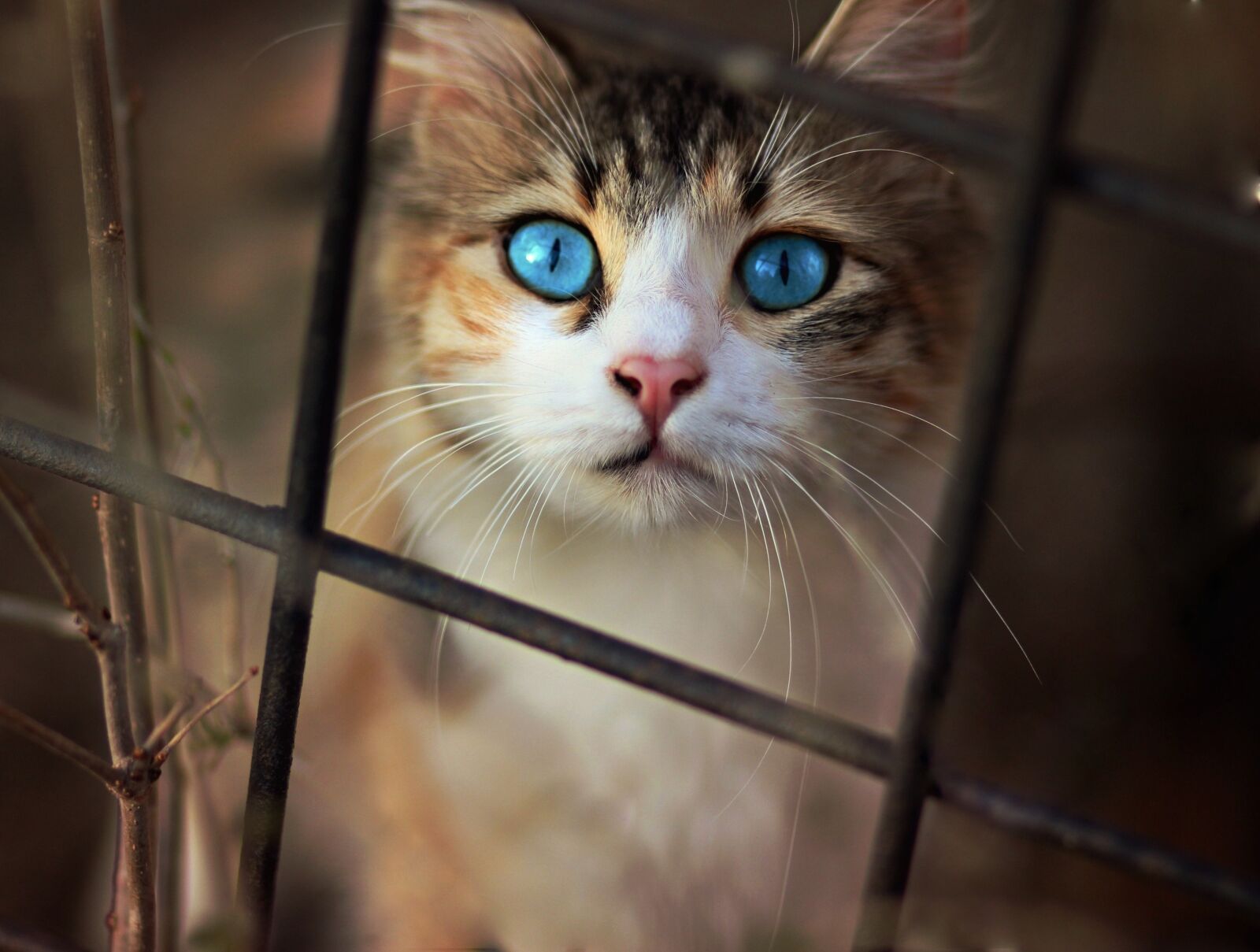 Canon EOS 700D (EOS Rebel T5i / EOS Kiss X7i) + Canon EF 85mm F1.8 USM sample photo. Cat, nice, blue eyes photography