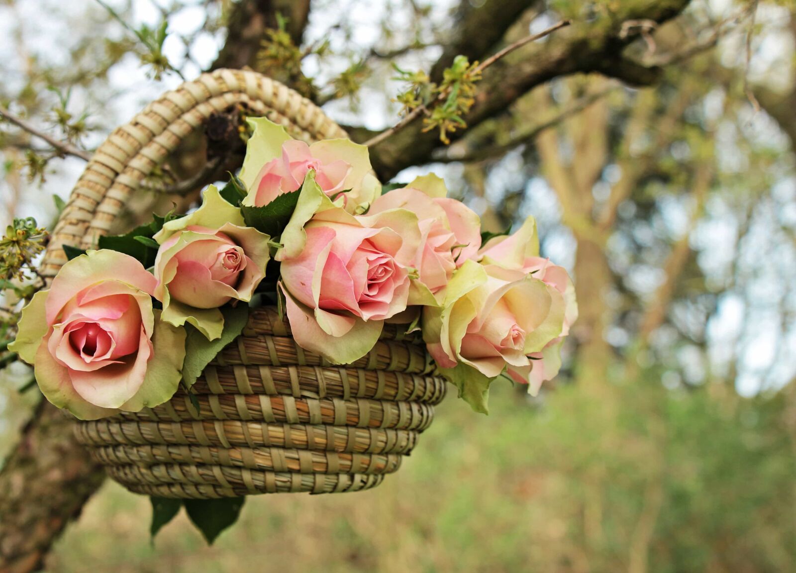 Canon EOS 550D (EOS Rebel T2i / EOS Kiss X4) sample photo. Beautiful, nature, leaf, flower photography