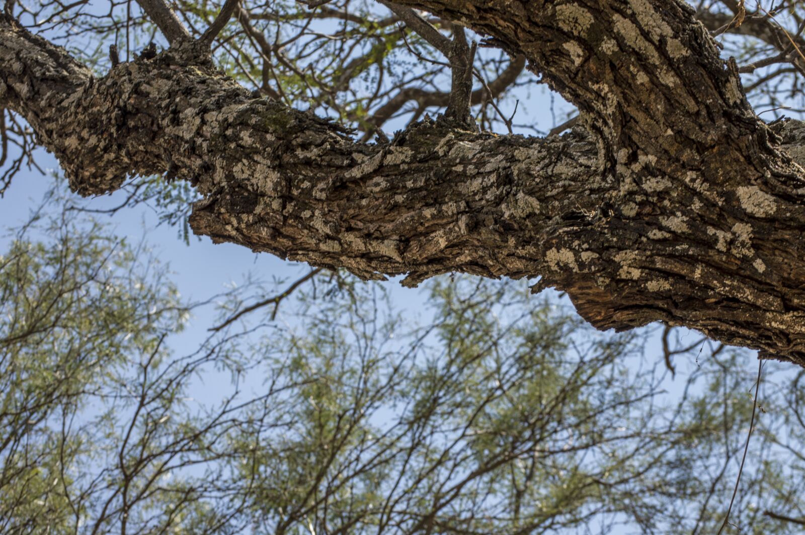 Nikon D3200 sample photo. Tree, nature, sky photography