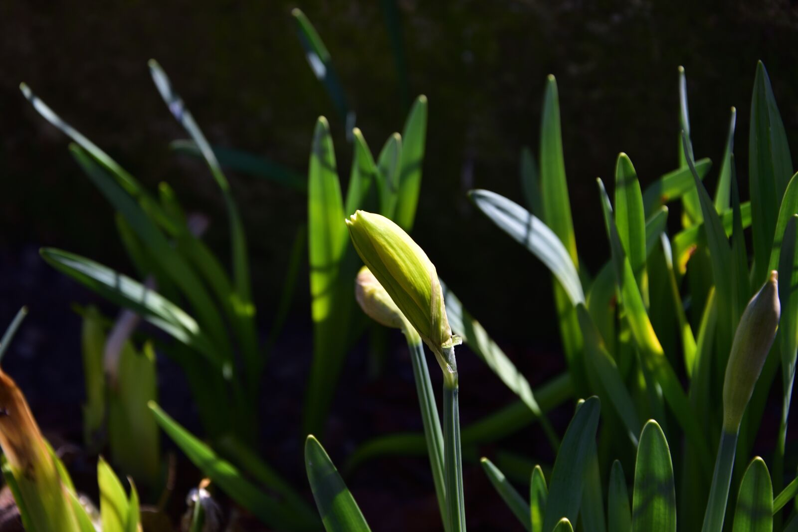 Nikon D3400 sample photo. Spring, bud, plant photography