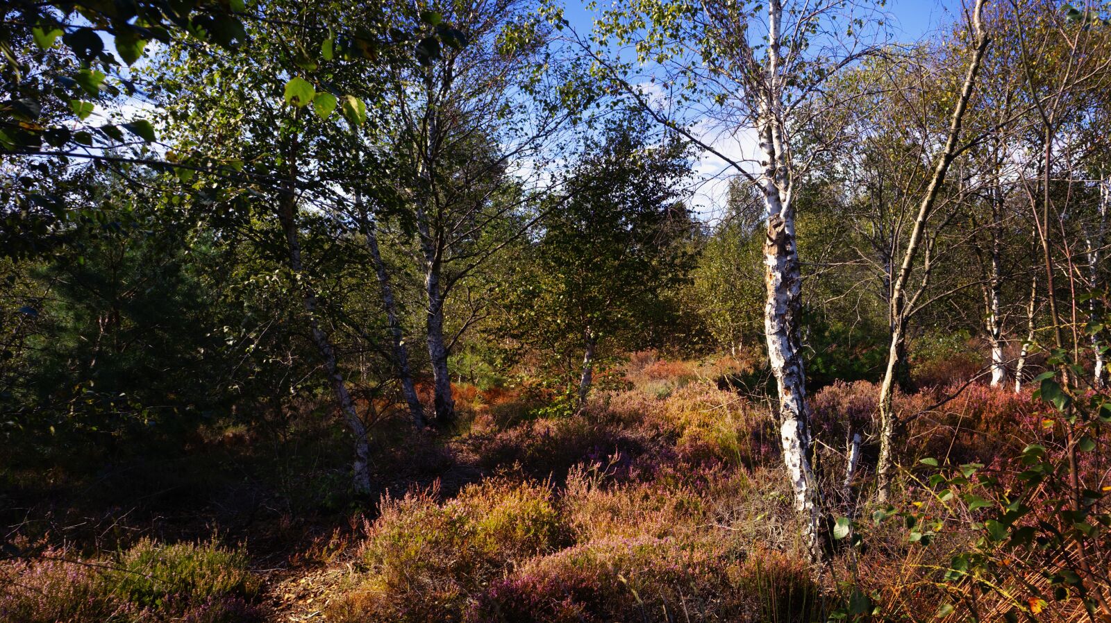 Canon EF-M 15-45mm F3.5-6.3 IS STM sample photo. Moor, landscape, heather photography