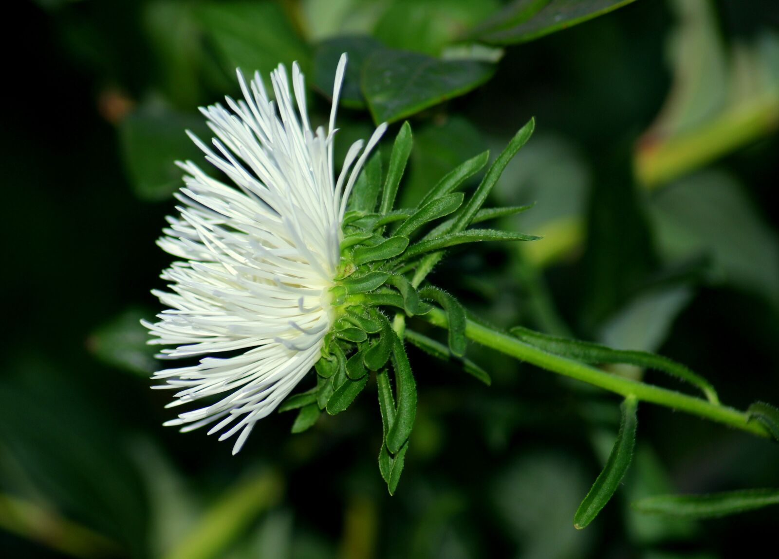 Canon EOS 1200D (EOS Rebel T5 / EOS Kiss X70 / EOS Hi) sample photo. Aster, astra, white flowers photography