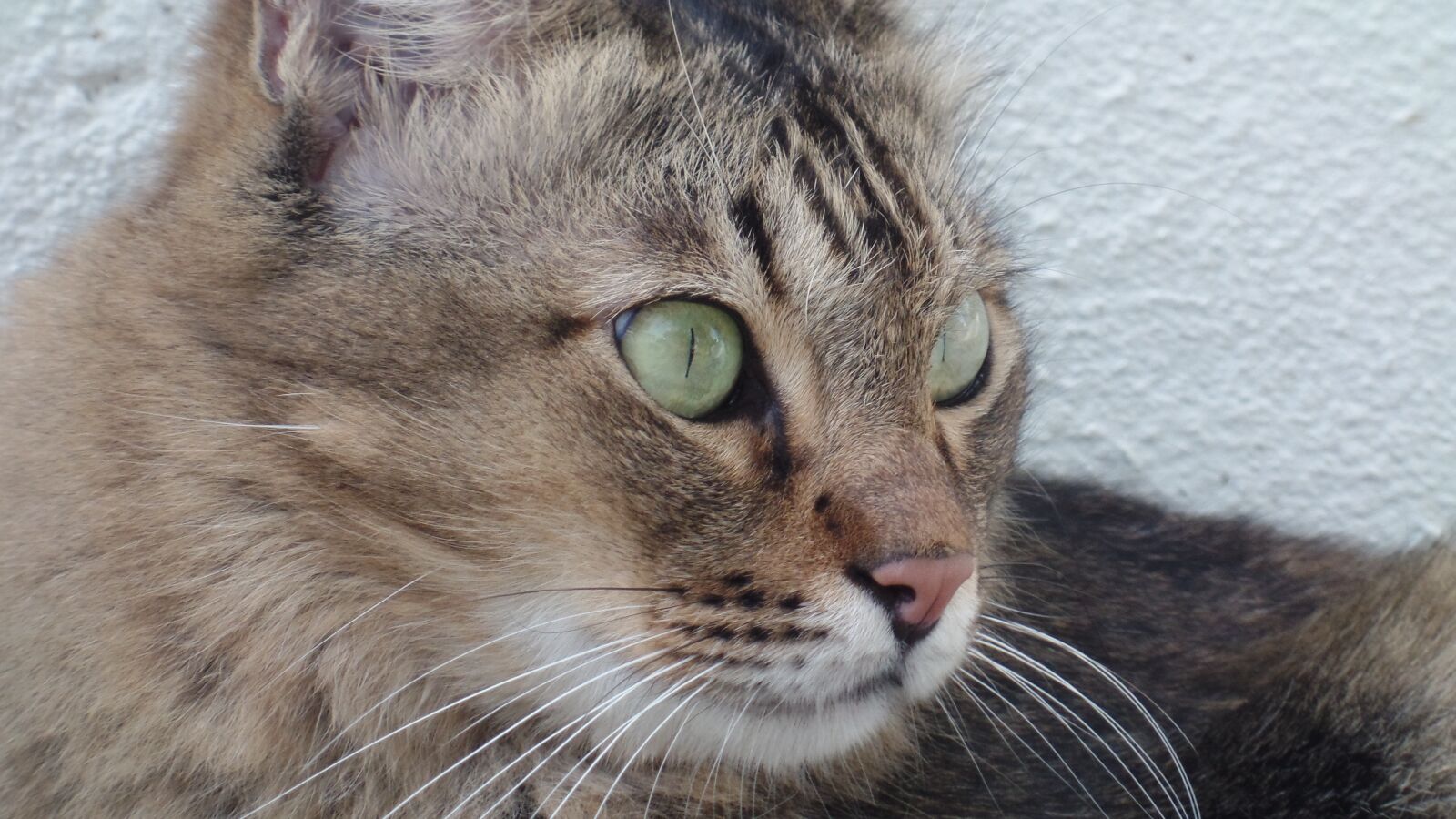 Samsung WB350F/WB351F/WB352F sample photo. Big eyes, brown, cat photography