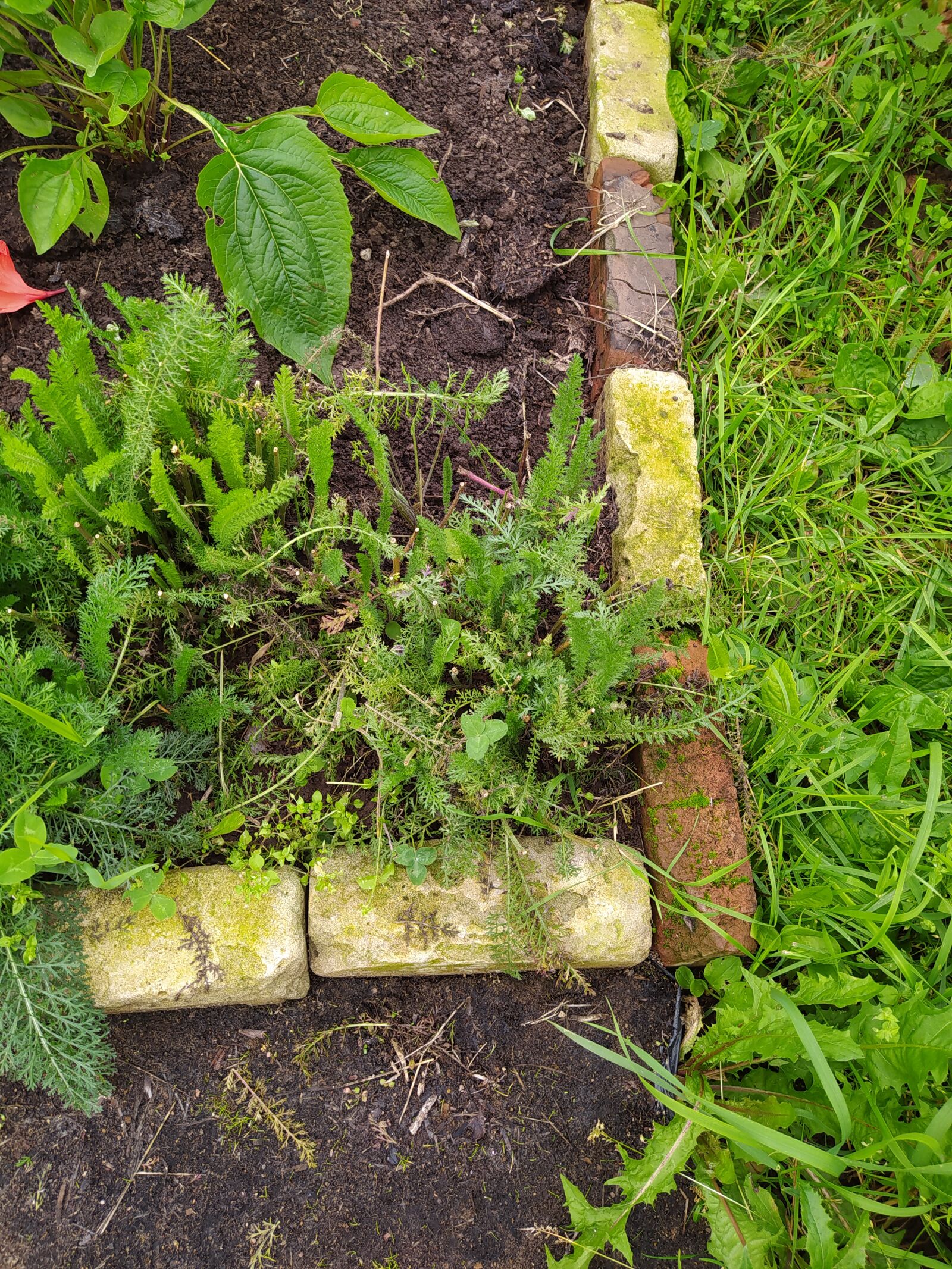 Xiaomi Redmi Note 8T sample photo. Flower bed, garden, village photography