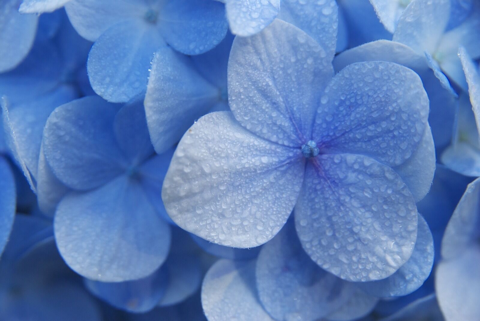 Nikon D200 sample photo. Hydrangeas, flower, blue photography