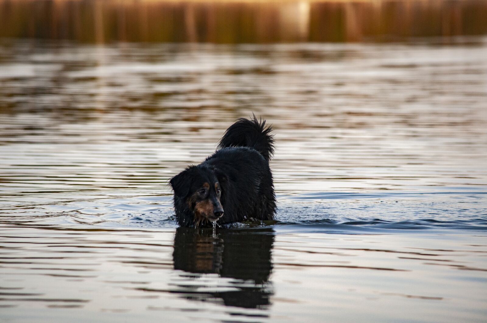 Nikon D5000 sample photo. Mongrel, dog, animal photography