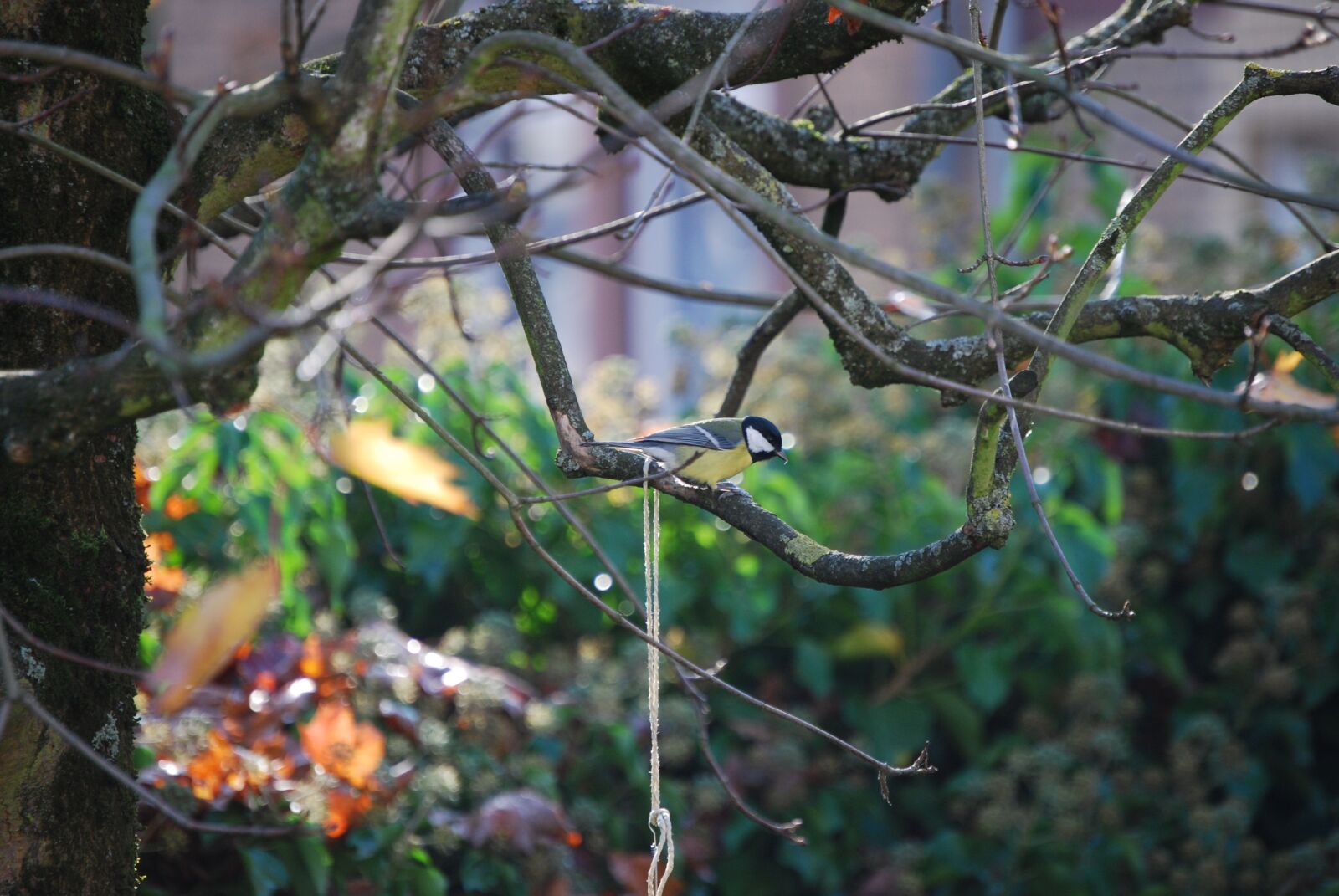 Nikon D40X sample photo. Tit, small bird, songbird photography