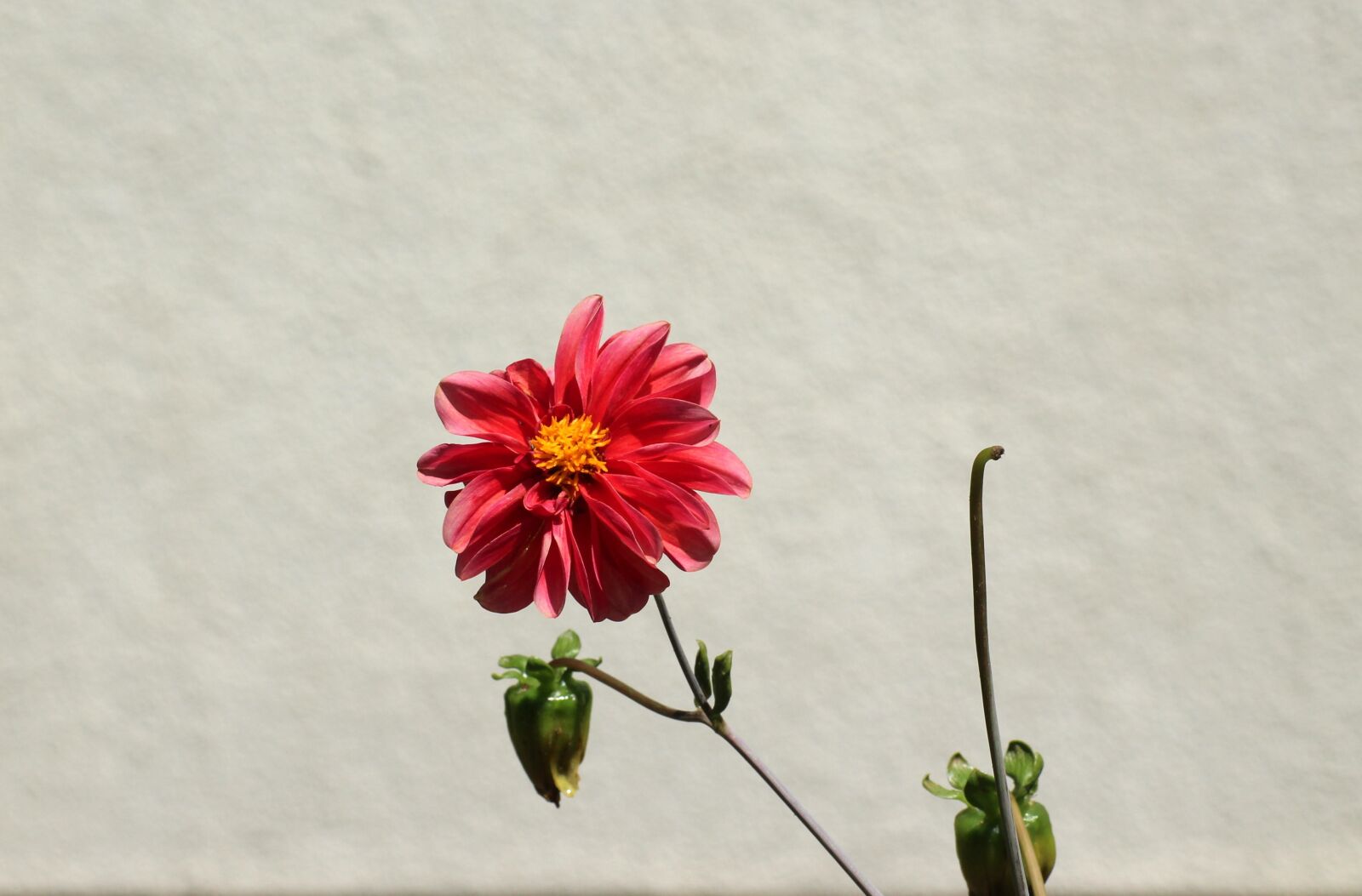 Canon EOS 1200D (EOS Rebel T5 / EOS Kiss X70 / EOS Hi) sample photo. Dahlia mignon, dahlia pinnata photography