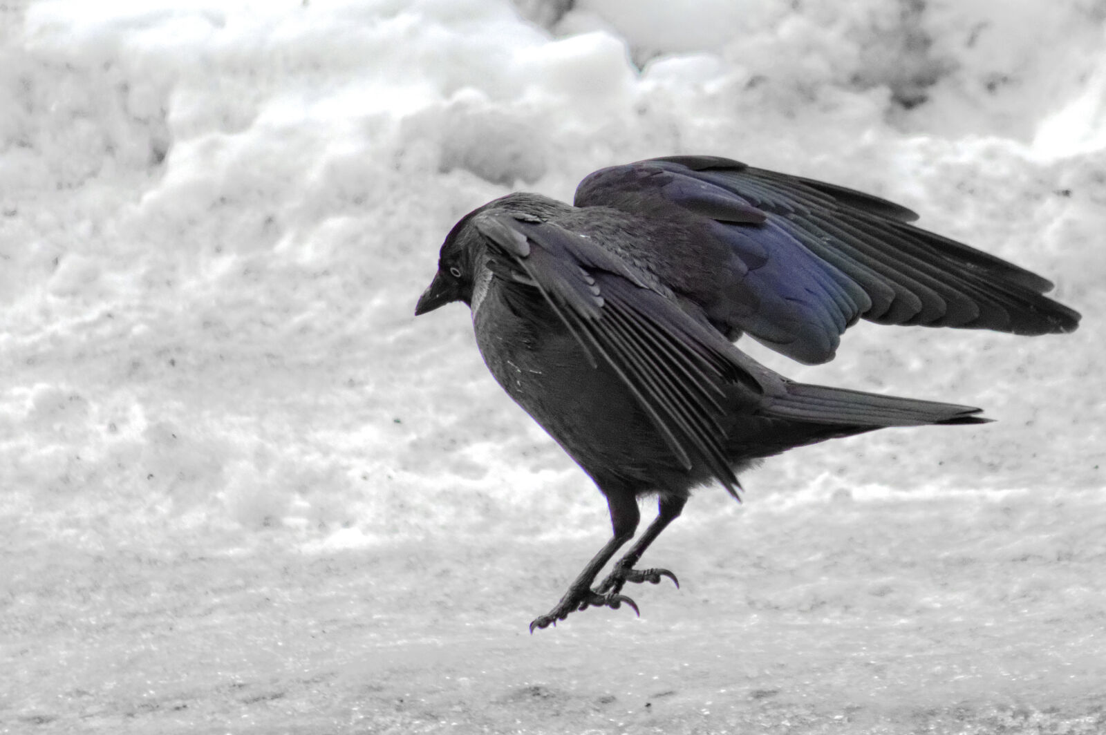 Nikon D3200 sample photo. Bird, jackdaw photography