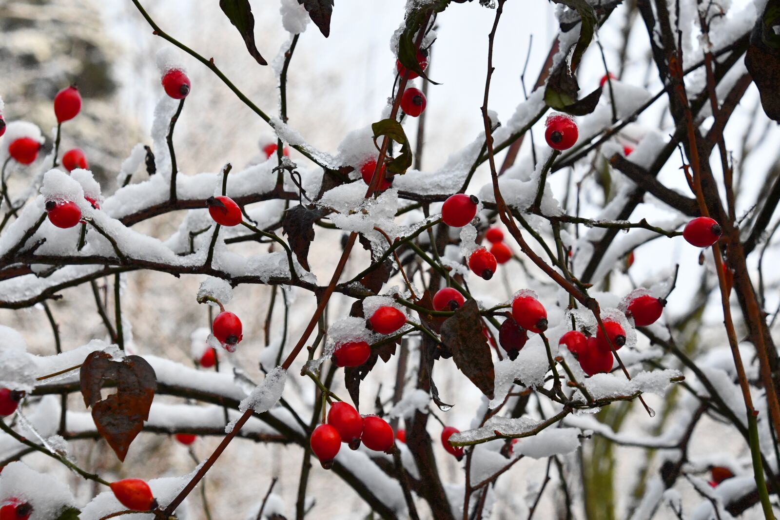 Nikon D7500 sample photo. Rosehip, plant, berry photography