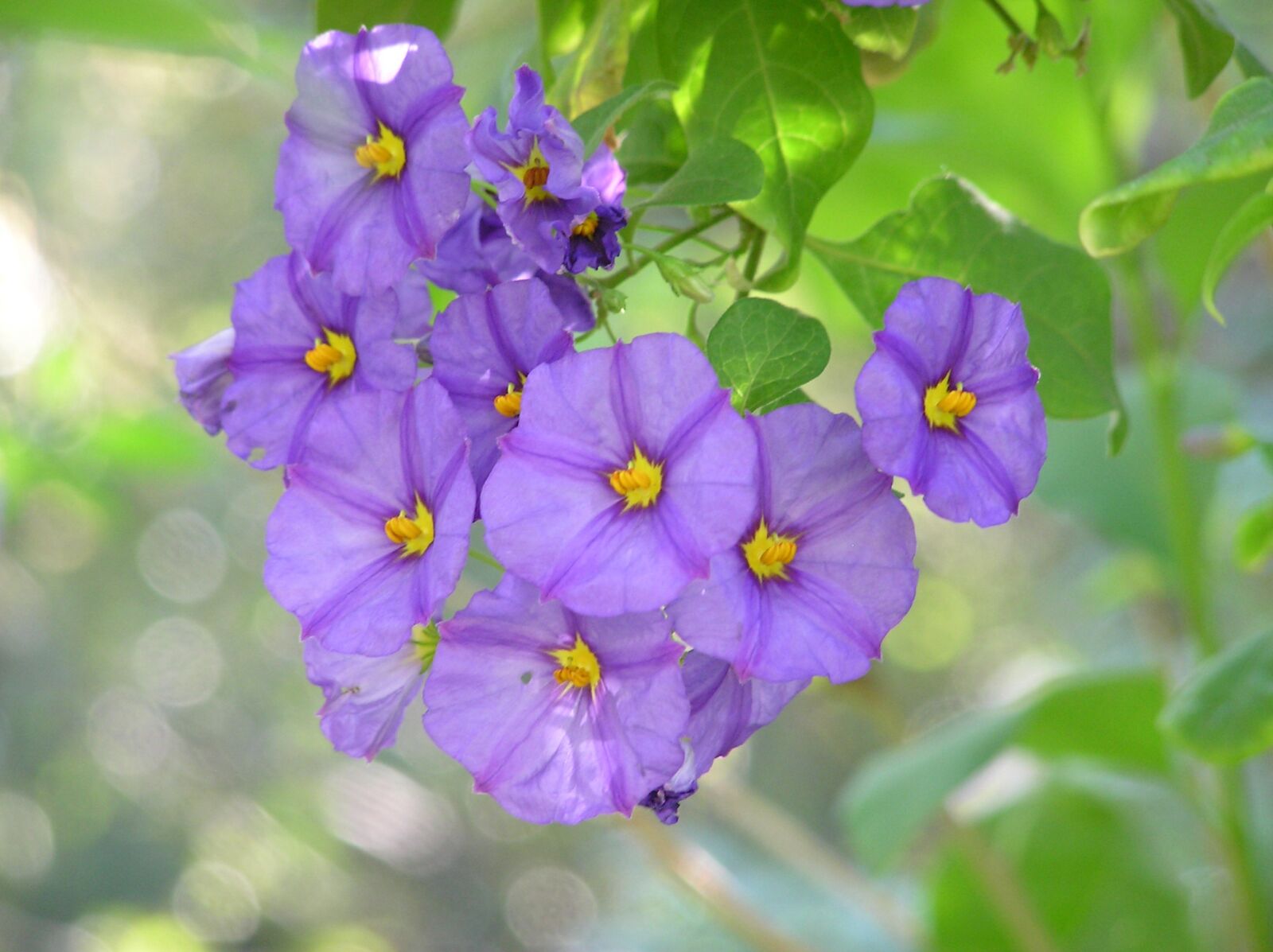Olympus C750UZ sample photo. Flowers, shrub, mauve photography