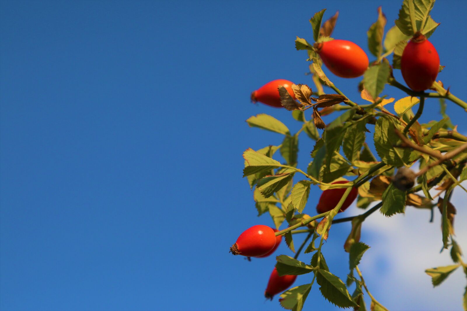Canon EOS 5D Mark III sample photo. Rosehip, nature, fruit photography