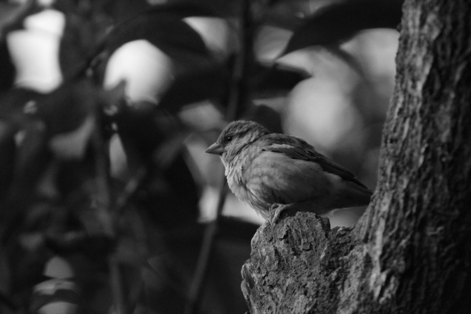 Canon EF75-300mm f/4-5.6 sample photo. Bird, hd, wallpaper, nature photography