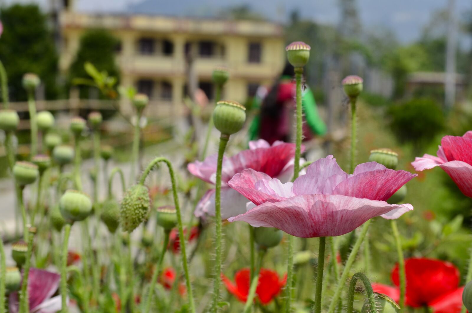 Nikon D5100 sample photo. Red, bloom, blossom photography