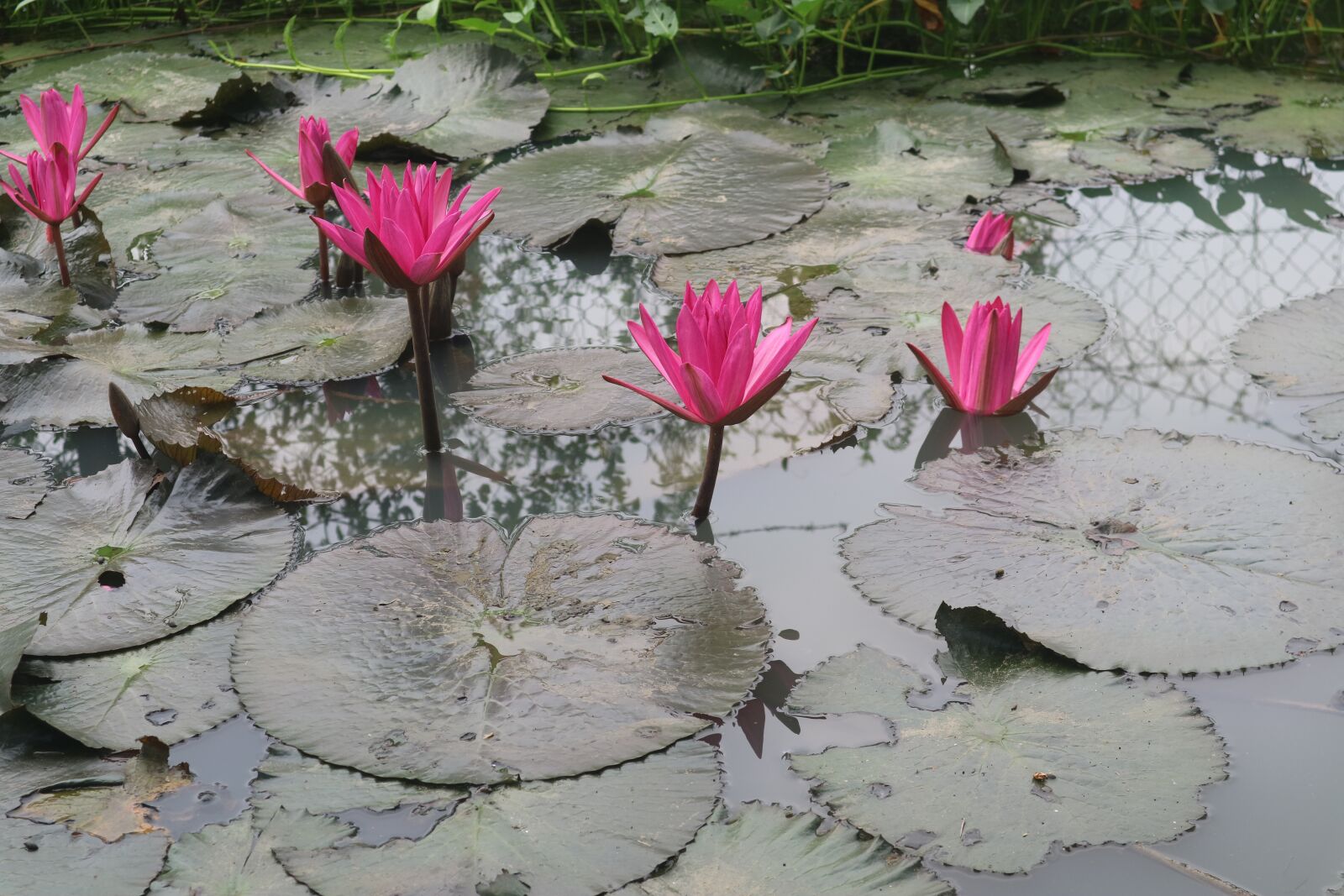Canon EOS M3 sample photo. Water lily, dark pink photography