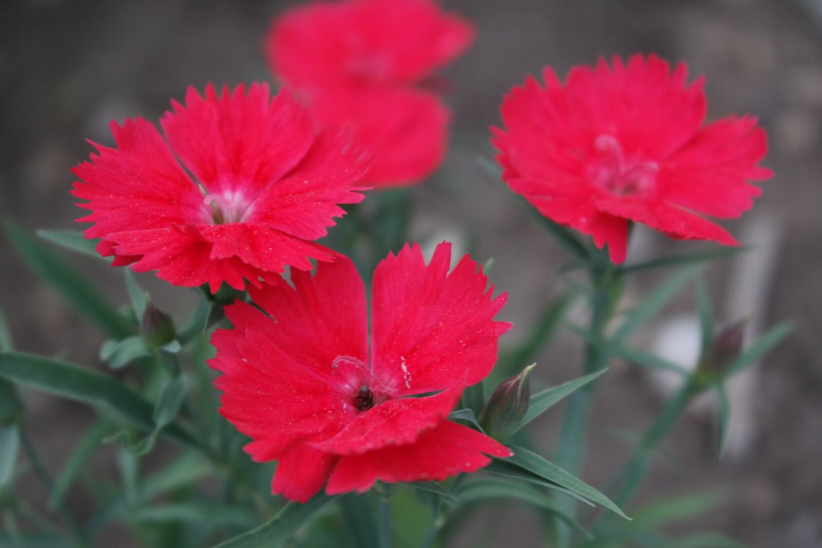 Samsung NX300 sample photo. Red, flower, garden photography