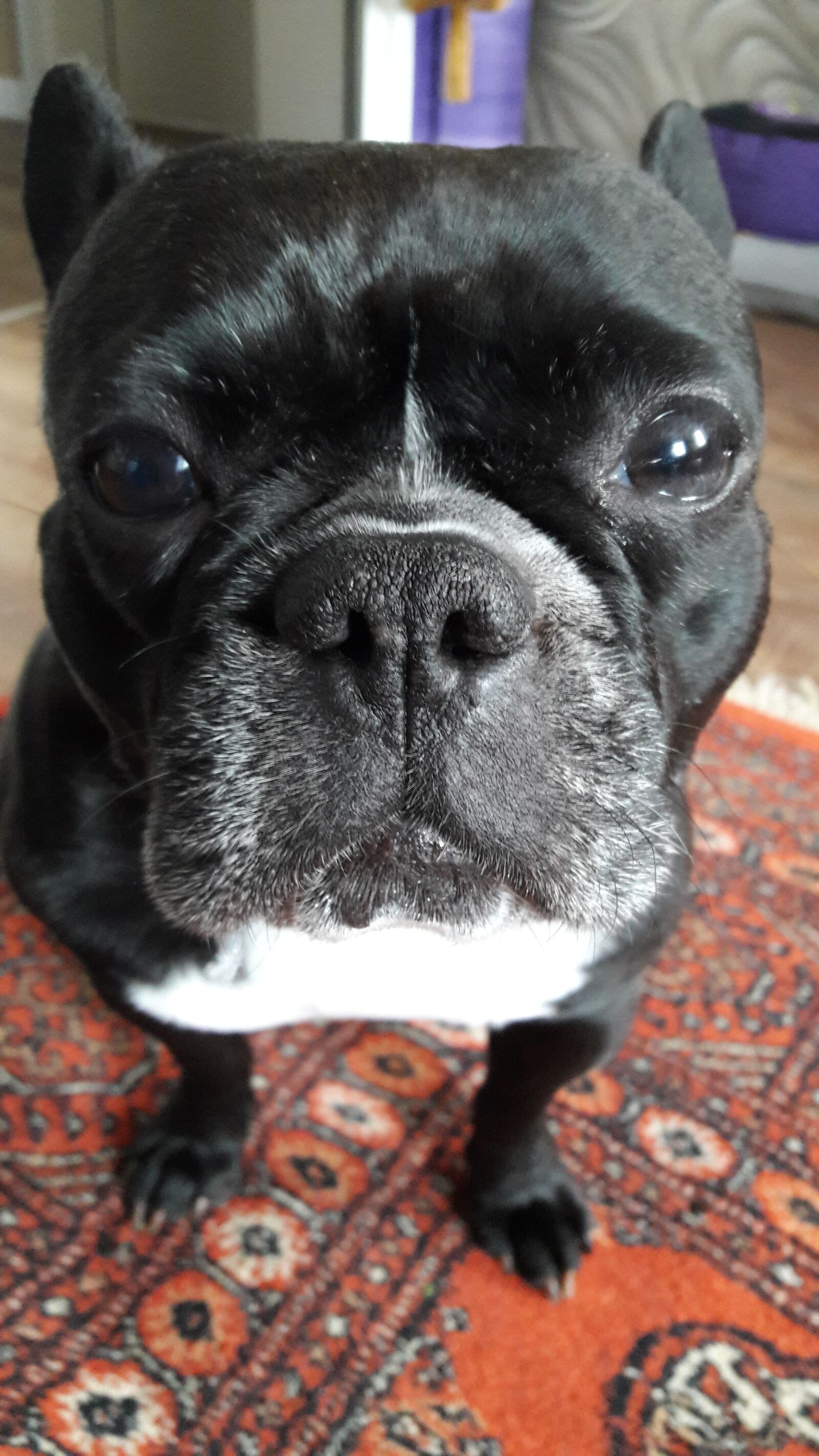 Samsung Galaxy A5(2016) sample photo. French bulldog, dog, dog photography