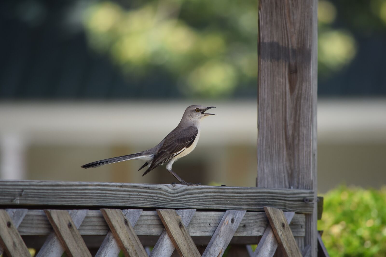 Nikon D3300 sample photo. Bird, animals, nature photography