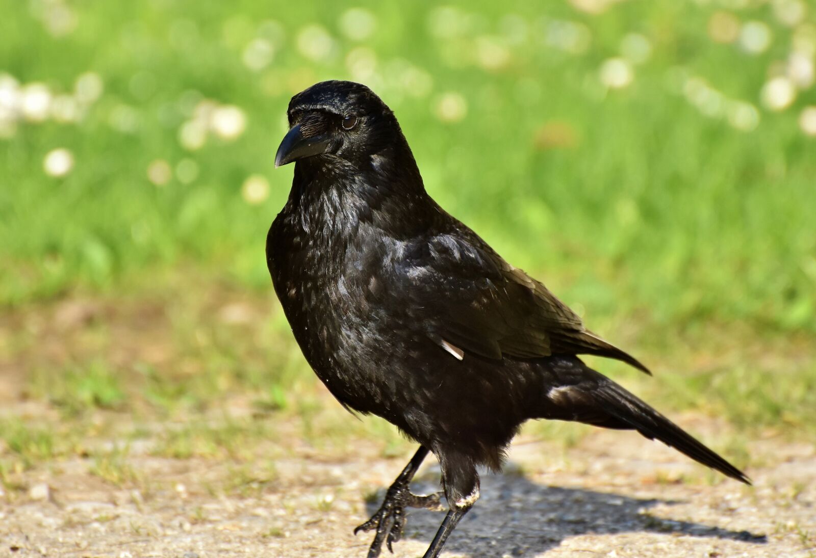 Nikon D7200 sample photo. Raven, crow, raven bird photography
