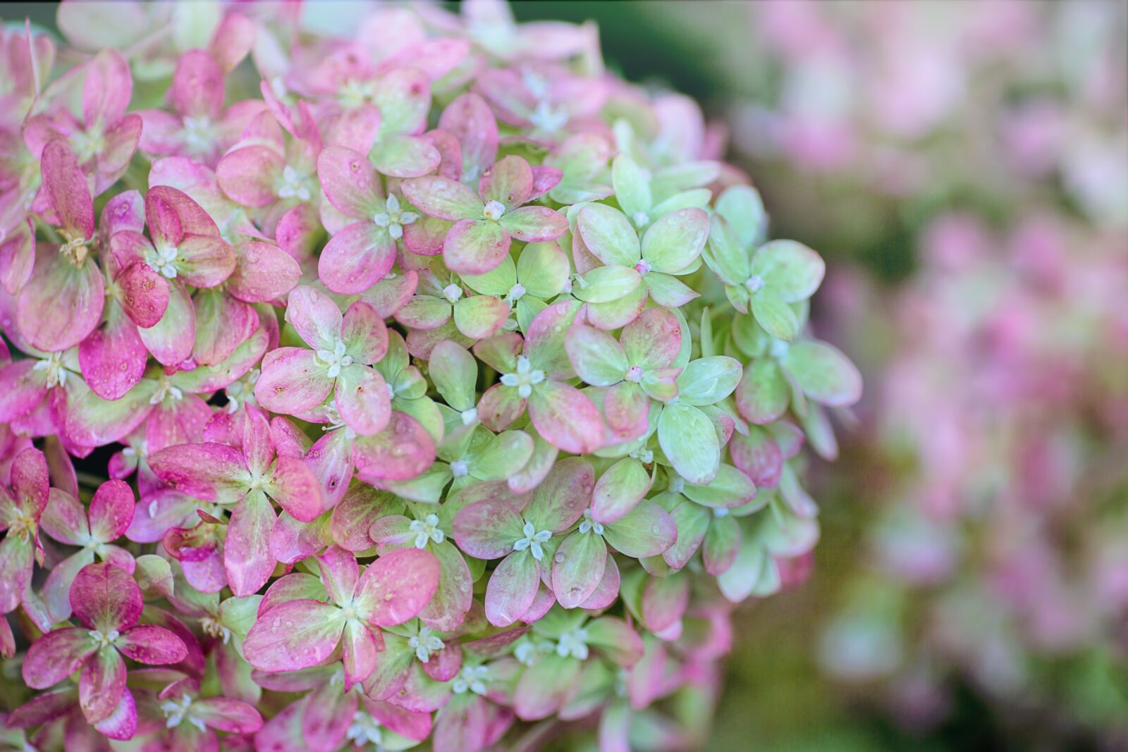 Canon EOS 5D Mark III sample photo. Hydrangeas, pink, green photography