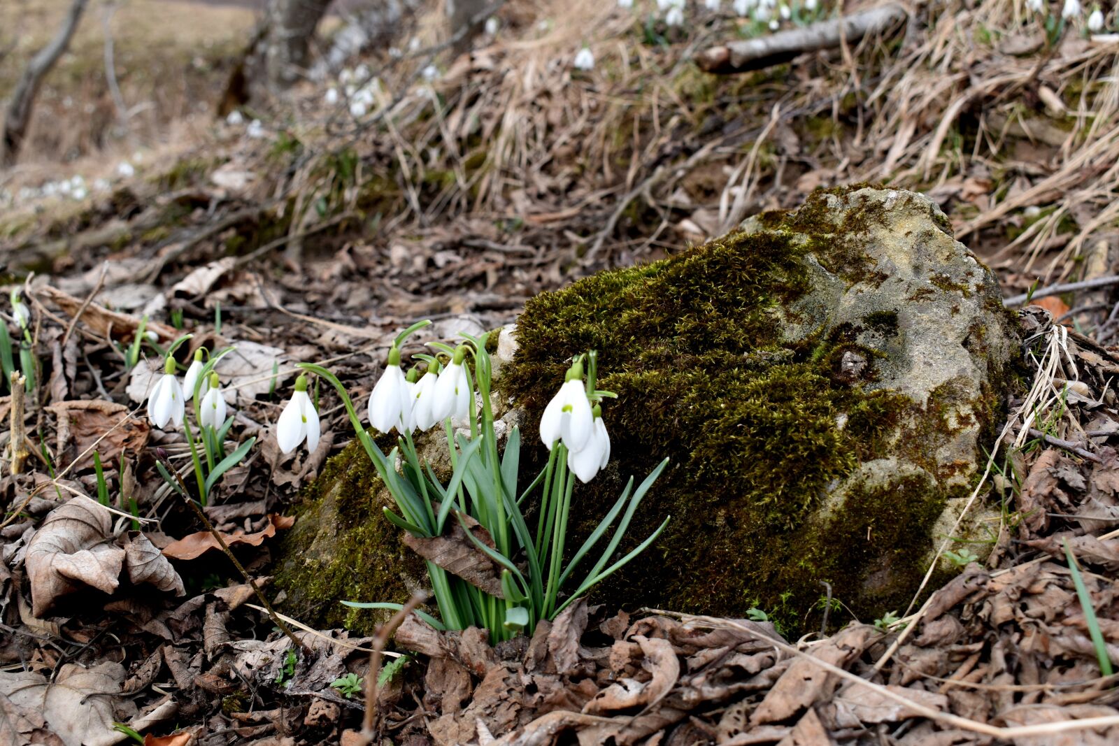 Nikon D5600 sample photo. Snowdrops, nature, flora photography