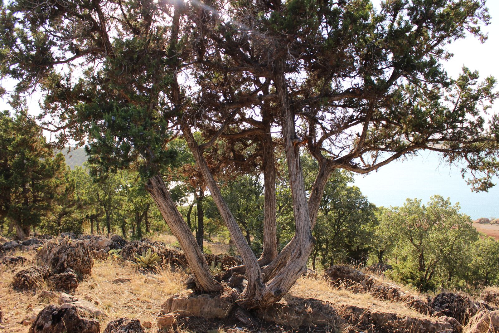 Canon EOS 600D (Rebel EOS T3i / EOS Kiss X5) sample photo. Tree, old photography