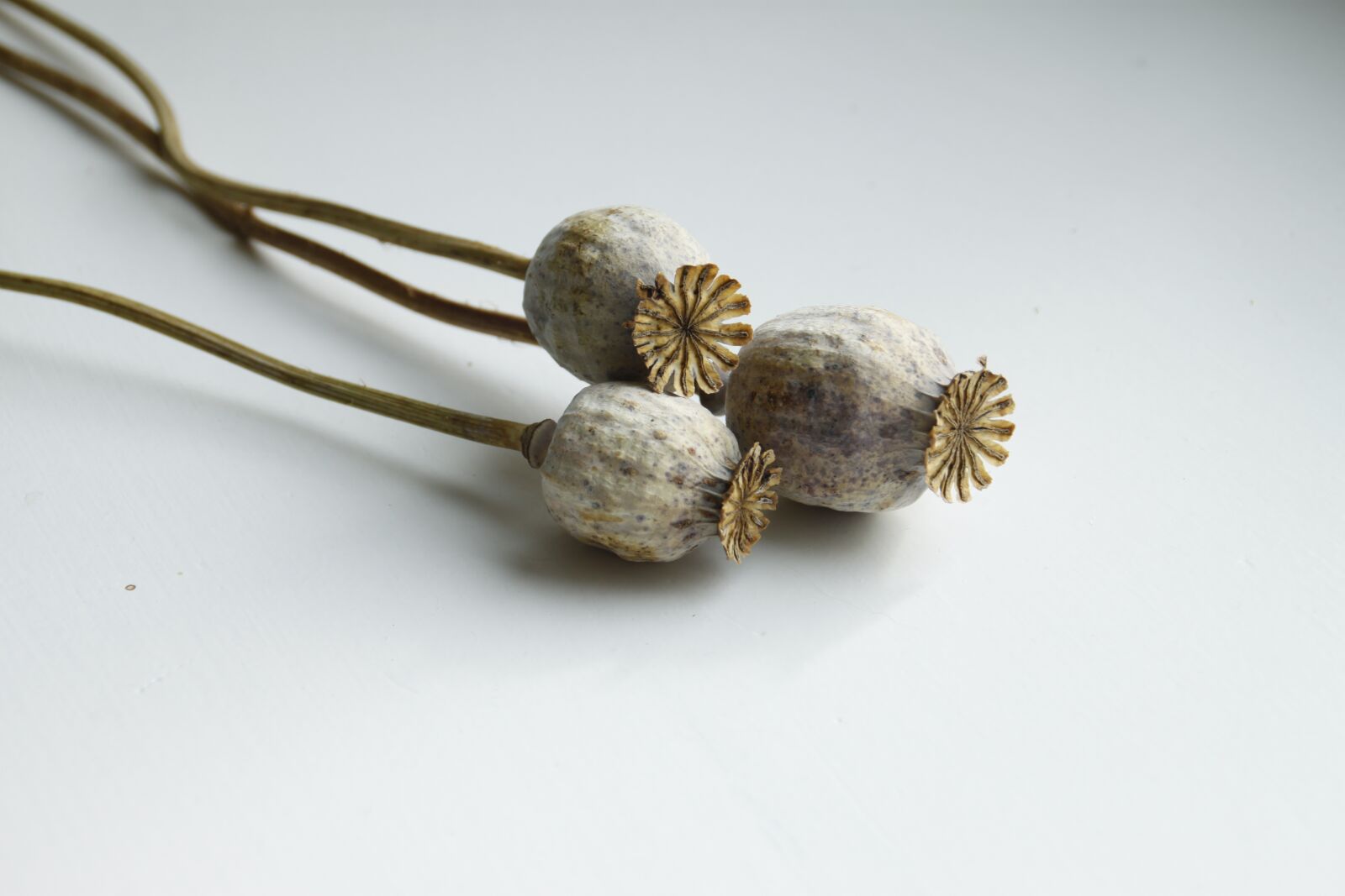 Canon EOS 500D (EOS Rebel T1i / EOS Kiss X3) sample photo. Dried flower, poppy dry photography