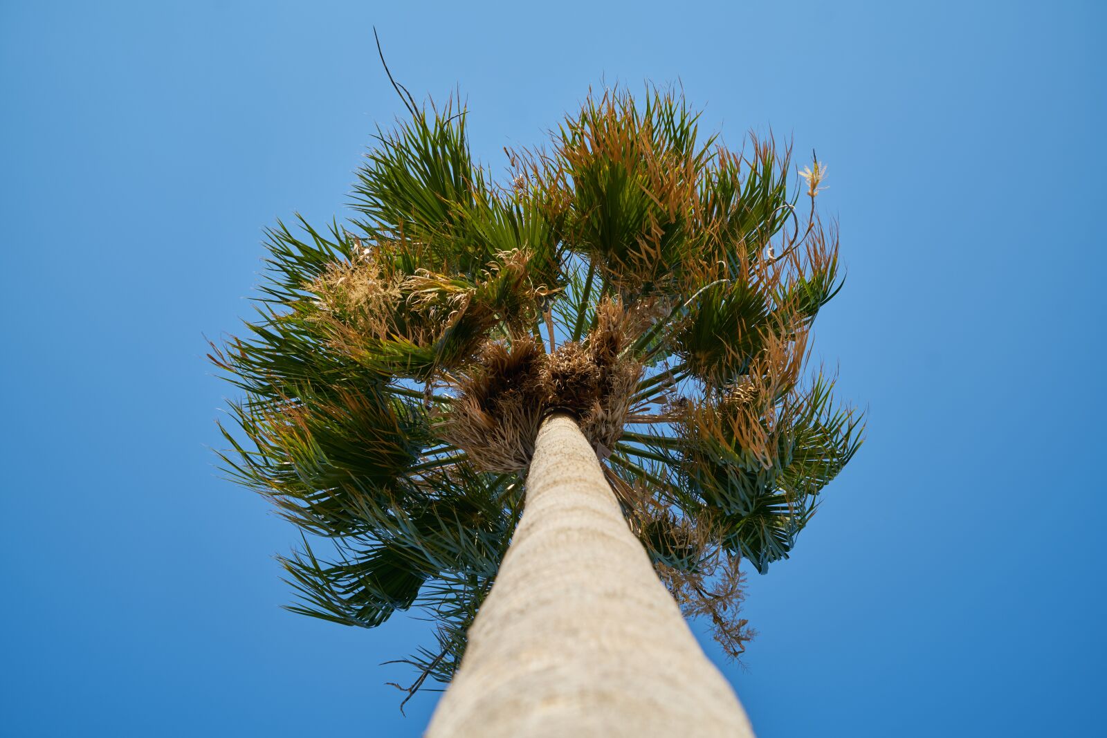 Sony a7R II sample photo. Palm, tree, high photography