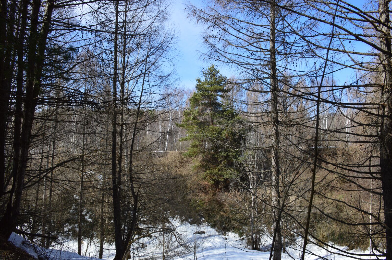 Nikon D3200 sample photo. Pine, forest, spring photography